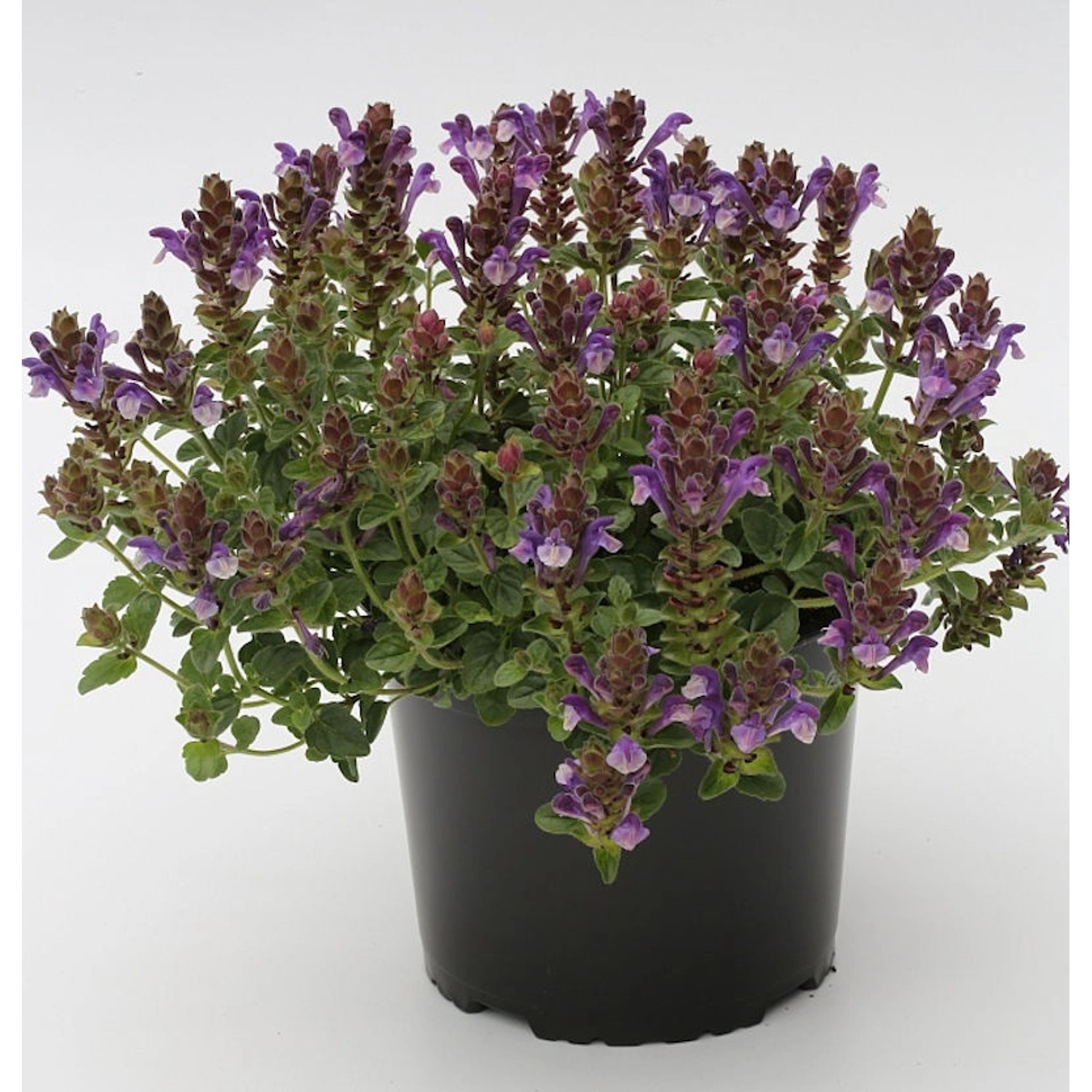 Herbst Helmkraut - Scutellaria incana günstig online kaufen