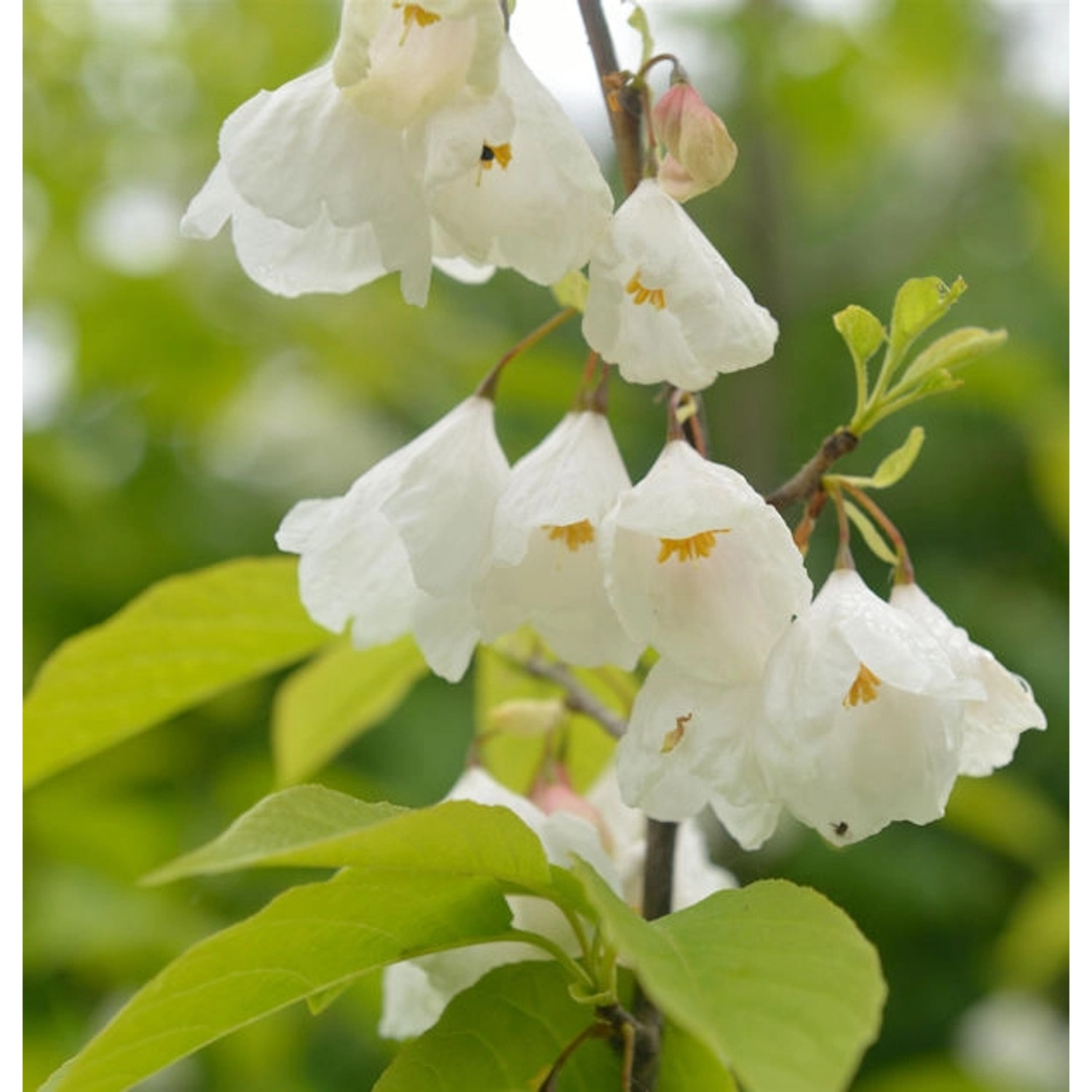 Schneeglöckchen Baum 80-100cm - Halesia carolina günstig online kaufen