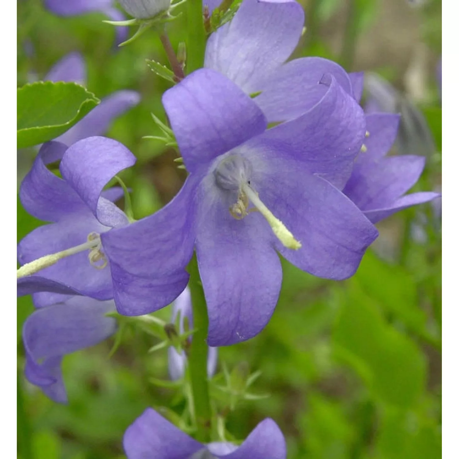 Pyramiden Glockenblume - Campanula pyramidalis günstig online kaufen