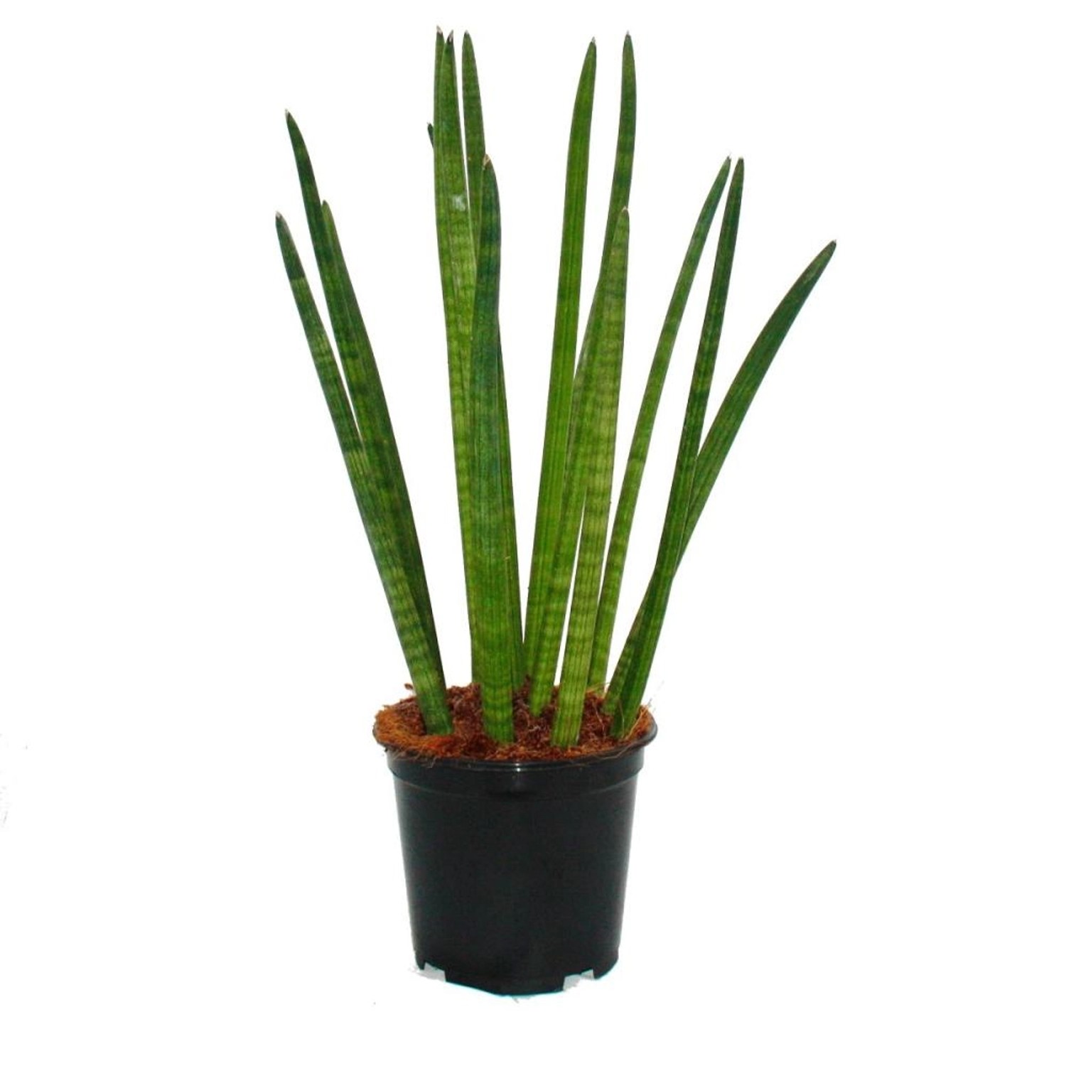 Exotenherz Sansevieria Cylindrica Solitär-Pflanze 19cm Topf günstig online kaufen