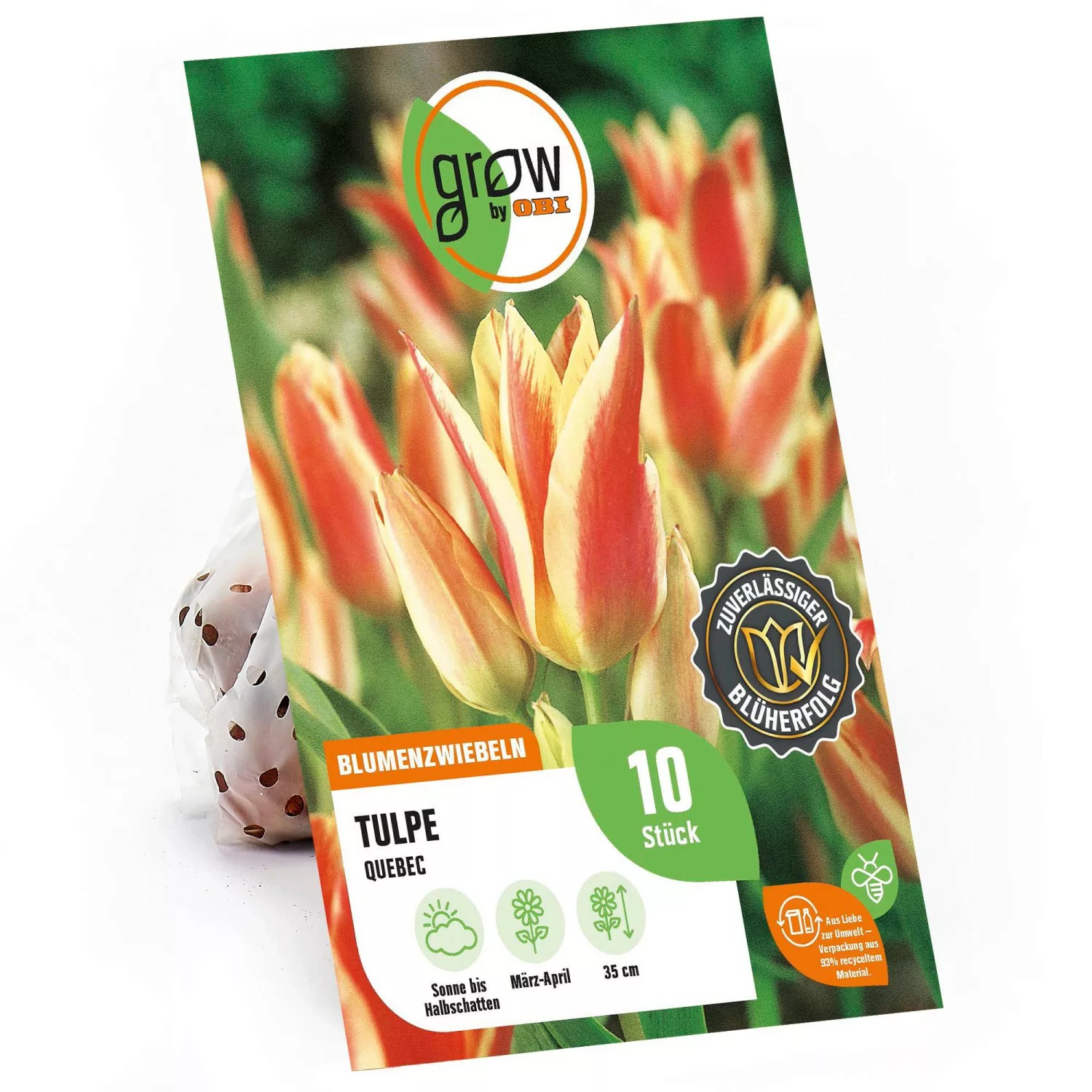 GROW by OBI Greigii-Tulpe Quebec Rot-Gelb 35 cm Tulipa greigii günstig online kaufen