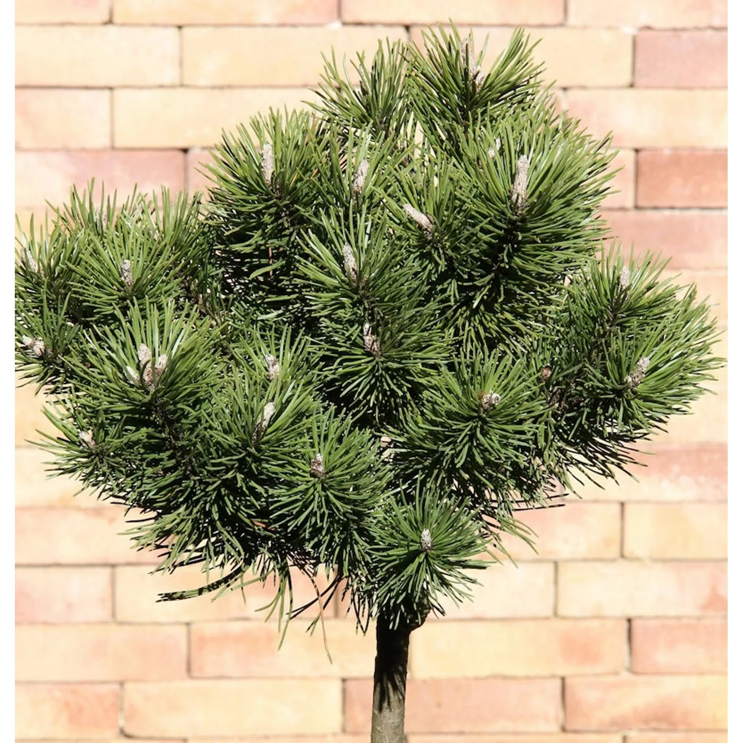 Hochstamm Kugelkiefer Mops 40-60cm - Pinus mugo günstig online kaufen