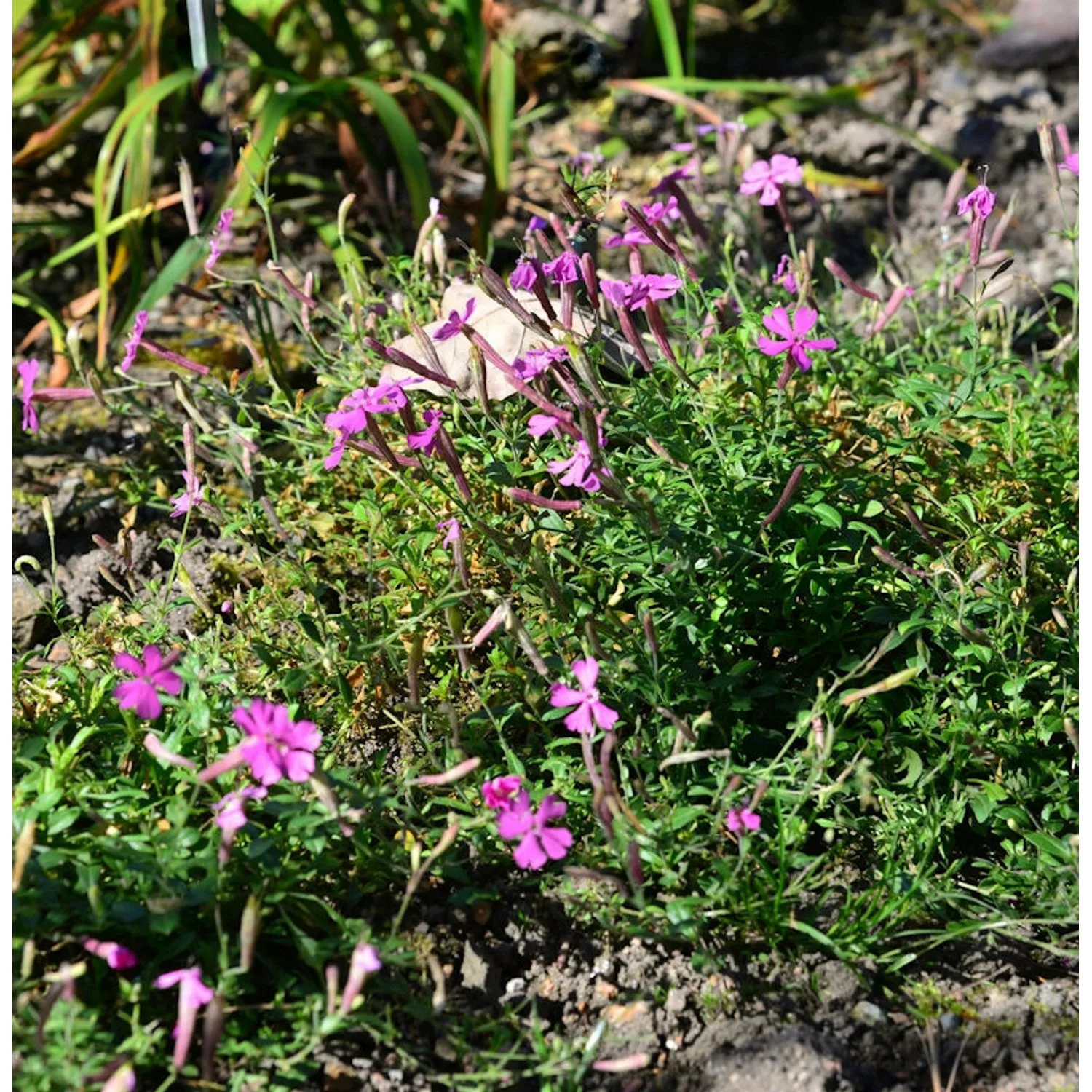 Leimkraut Persian Carpet - Silene schafta günstig online kaufen