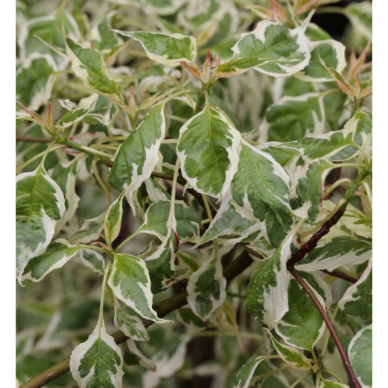 Weißbunter Pagodenhartriegel 40-60cm - Cornus alternifolia günstig online kaufen