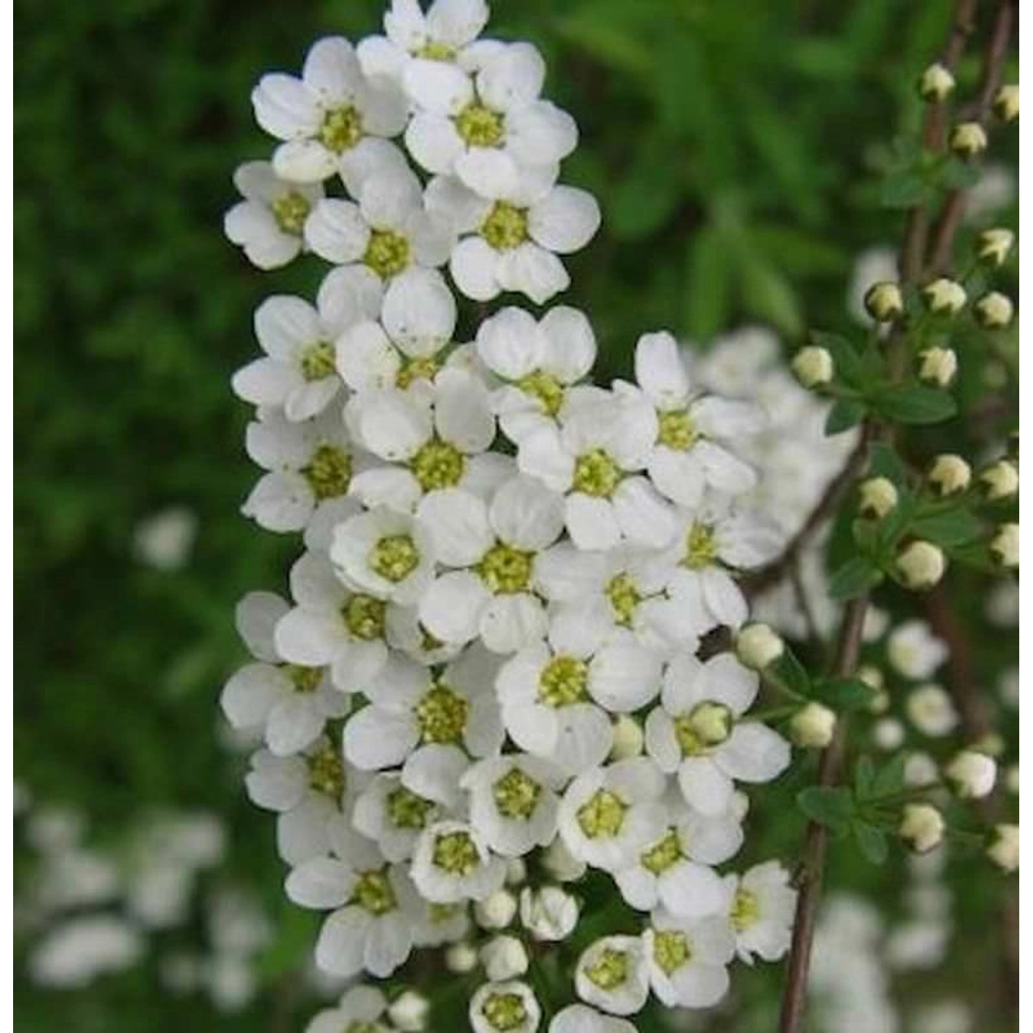 Brautspiere 80-100cm - Spiraea arguta günstig online kaufen