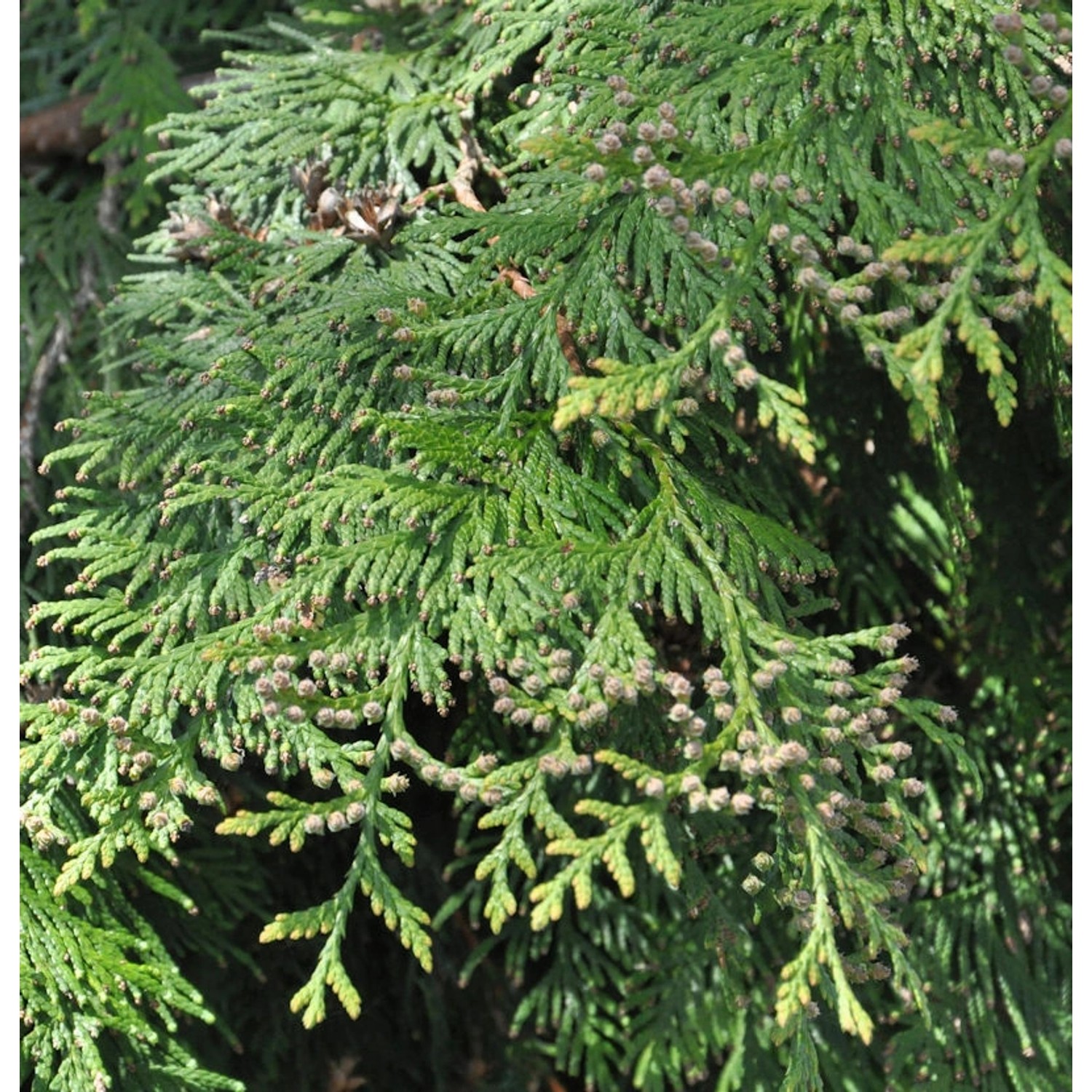 Lebensbaum Martin 40-60cm - Thuja plicata günstig online kaufen