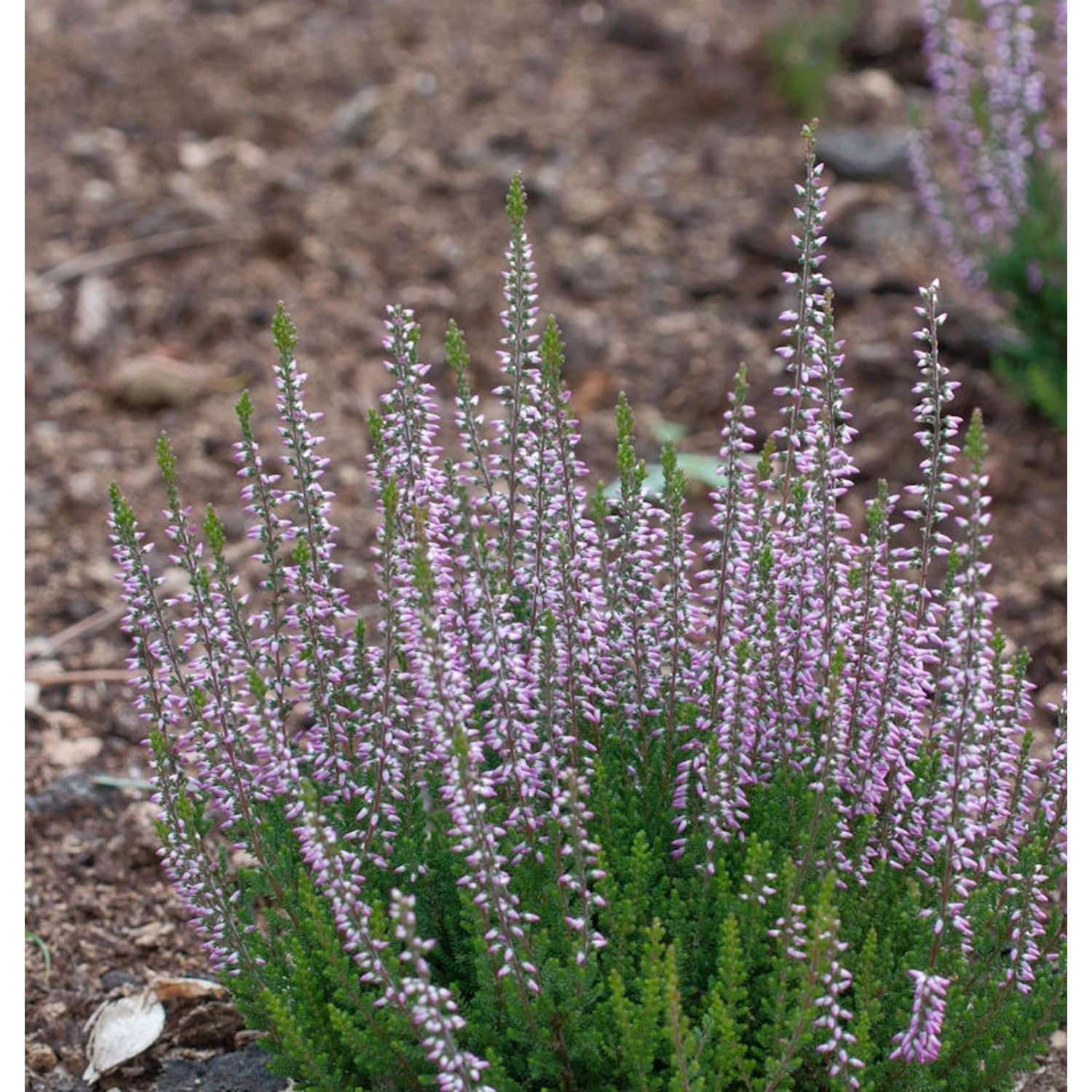 10x Knospenheide Gardengirls Hilda - Calluna vulgaris günstig online kaufen