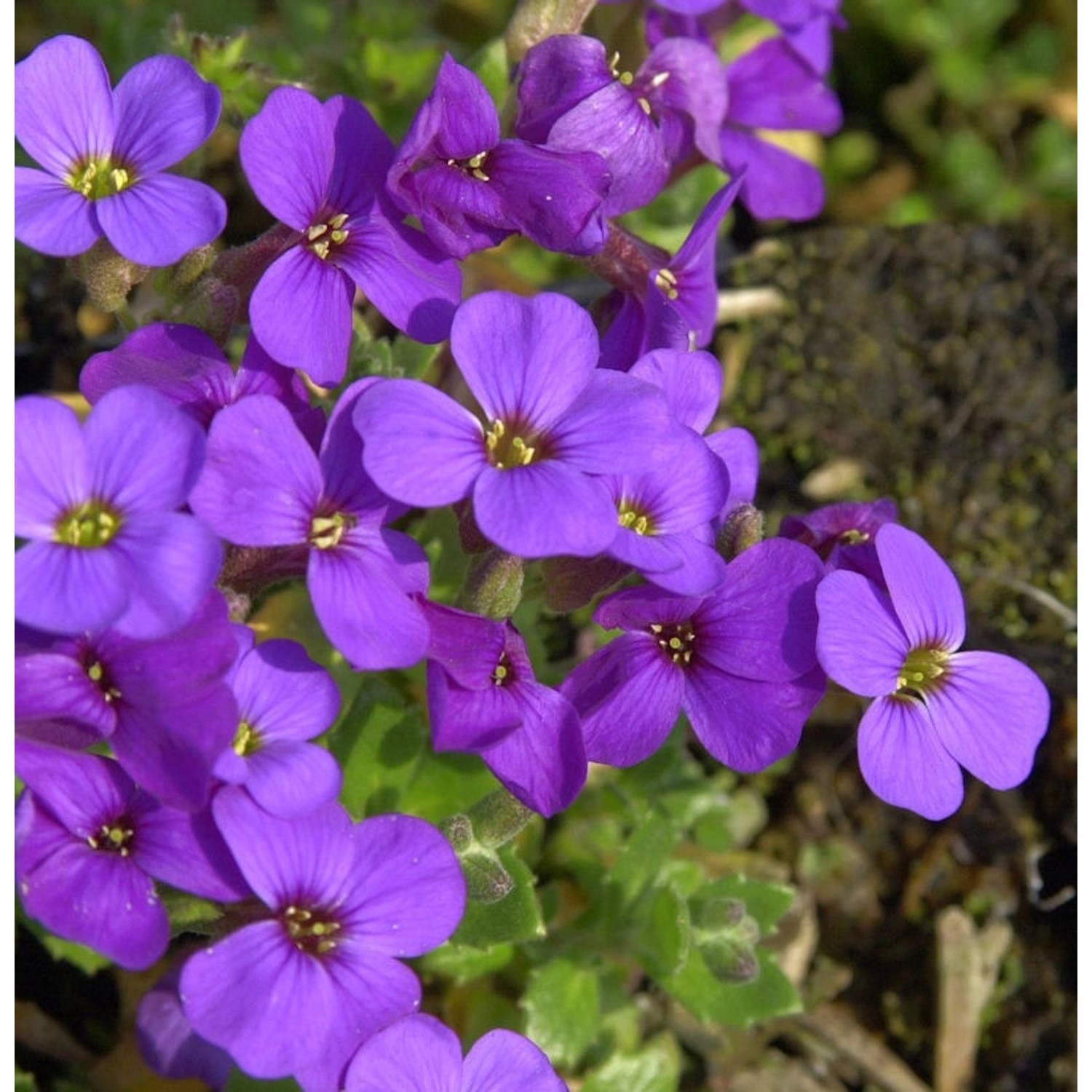 Blaukissen Blaumeise - Aubrieta günstig online kaufen