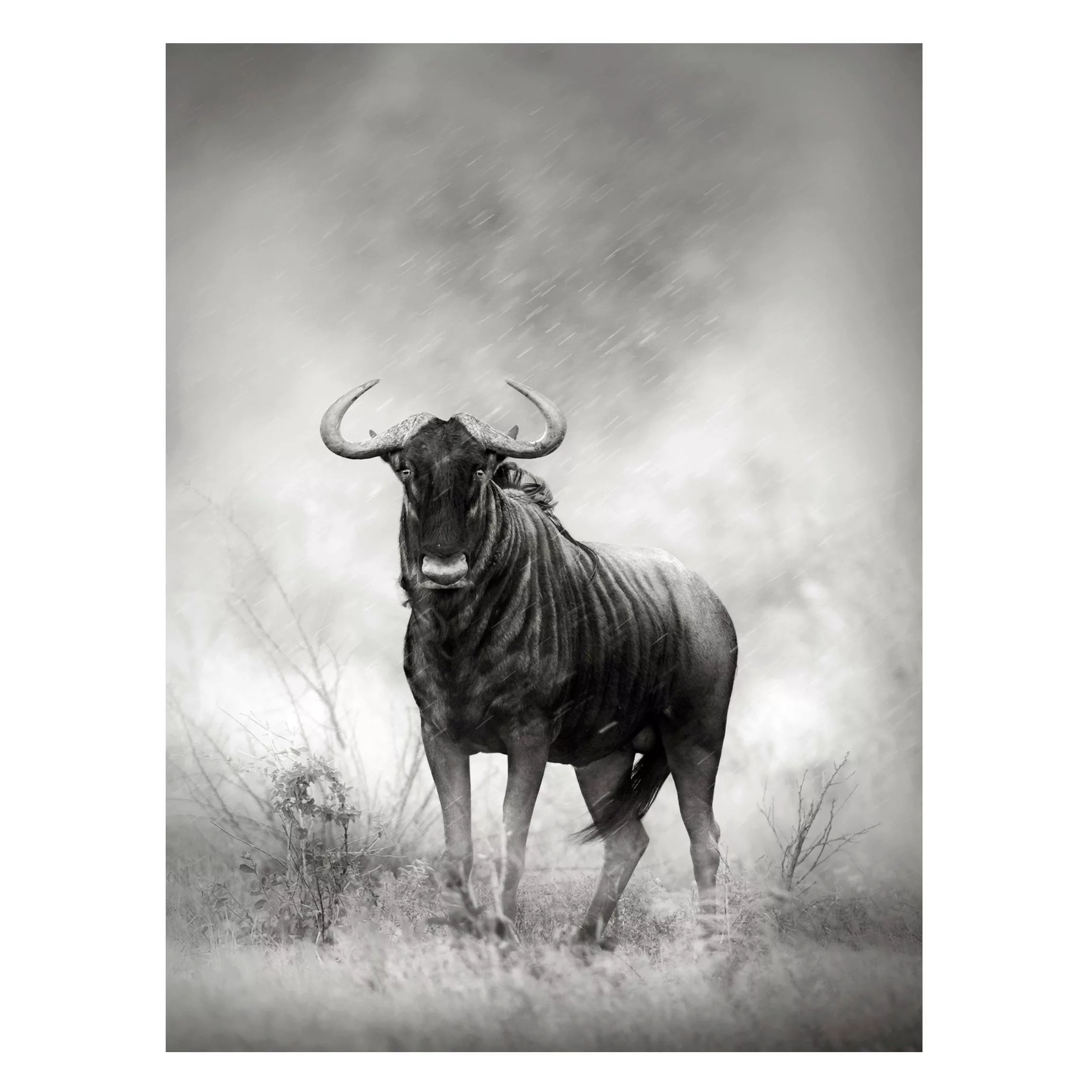 Magnettafel Tiere - Hochformat 3:4 Staring Wildebeest günstig online kaufen