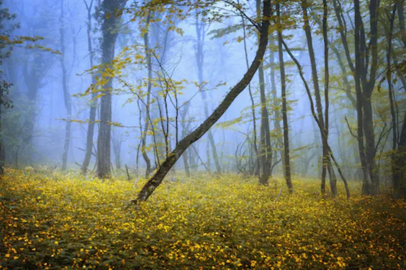 Papermoon Fototapete »WALD-HERBST NATUR LANDSCHAFT BÄUME NEBEL BAUM BLUMEN« günstig online kaufen