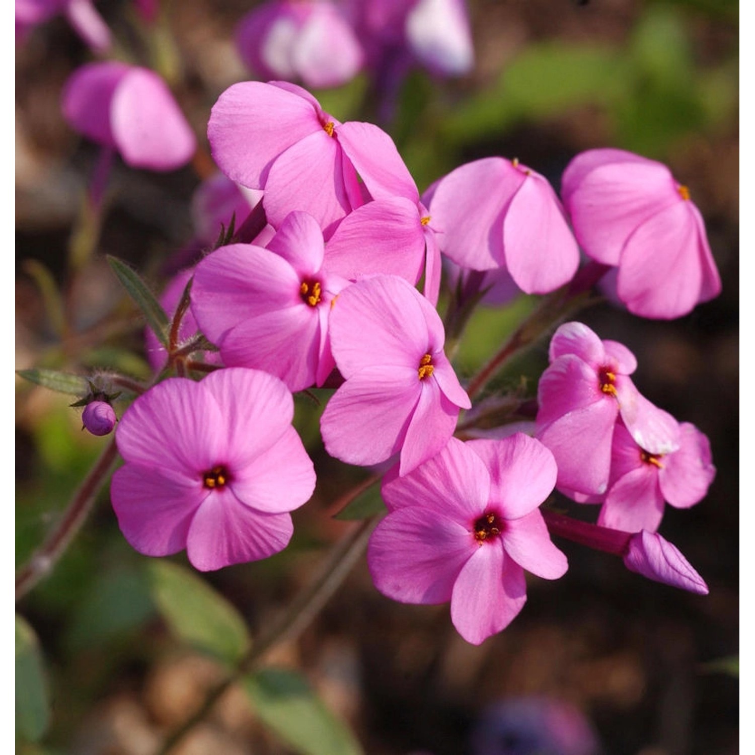 Wilder Phlox Home Fires - Phlox stolonifera günstig online kaufen