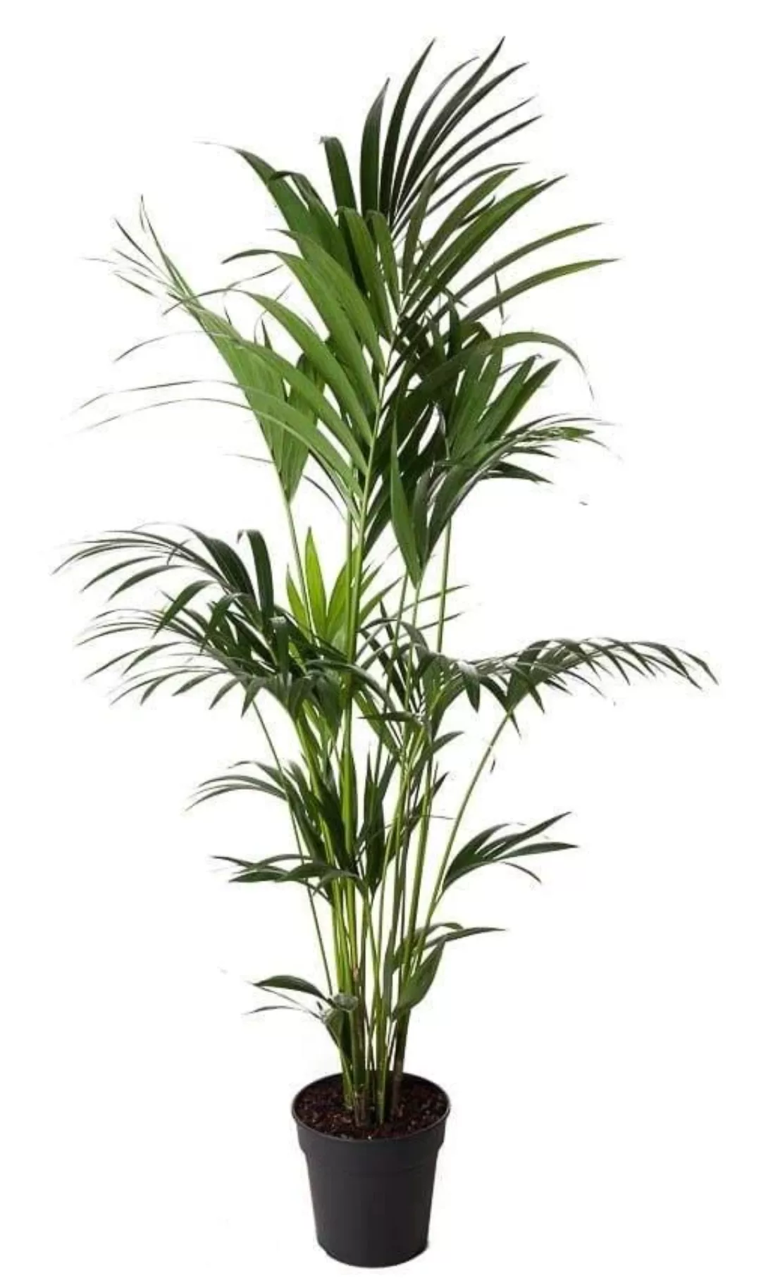 Perfect Plant | Pflanze Kentia Howea Forsteriana 160-185 cm günstig online kaufen