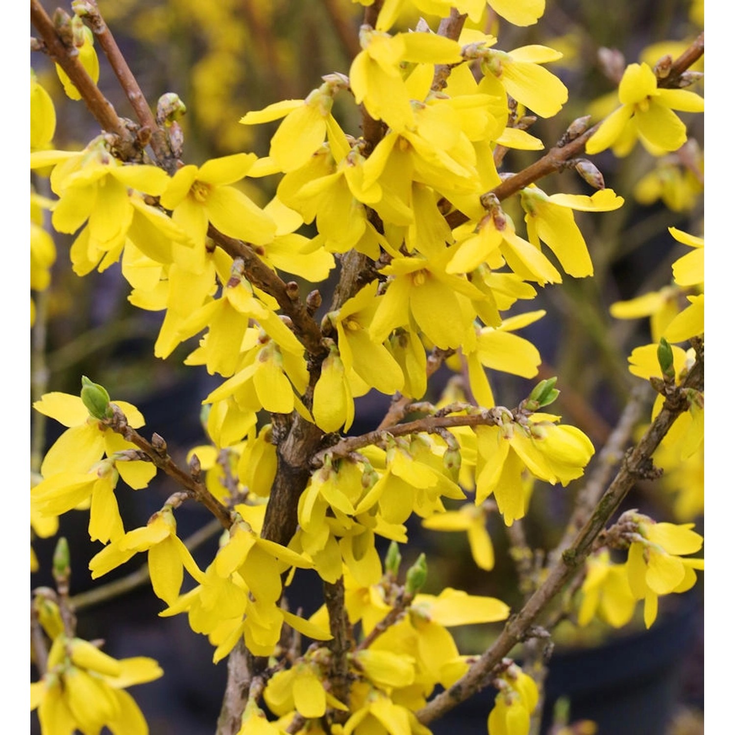 Forsythie Lynwood 80-100cm - Forsythia günstig online kaufen