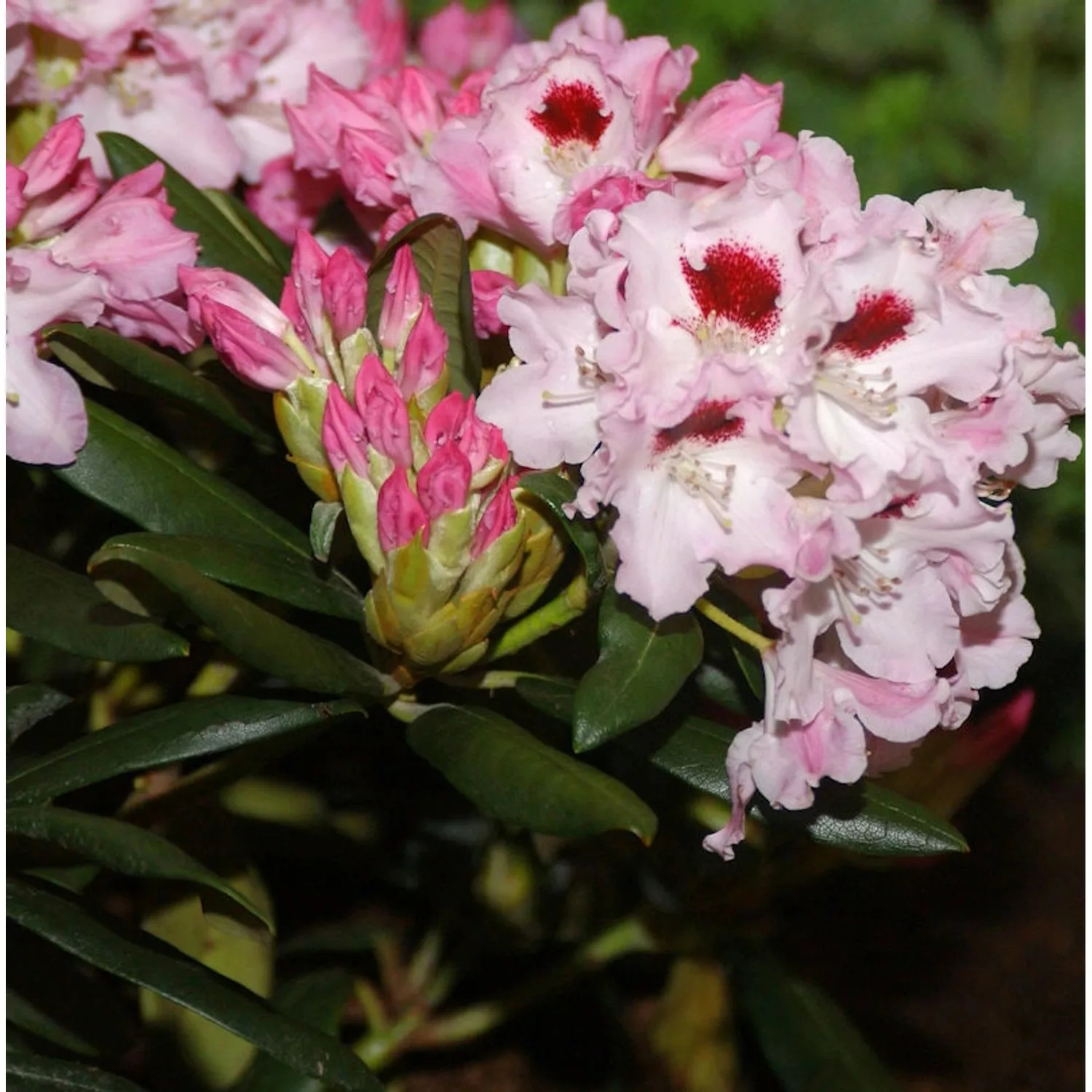 INKARHO - Rhododendron Annika 25-30cm - Rhododendron williamsianum günstig online kaufen