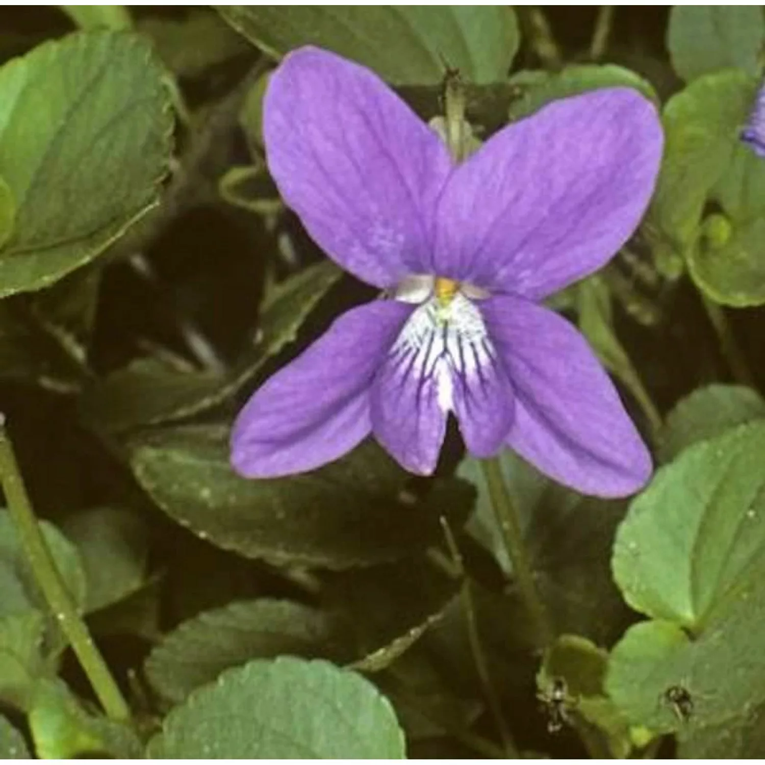 Duftveilchen Königen Charlotte - Viola odorata günstig online kaufen