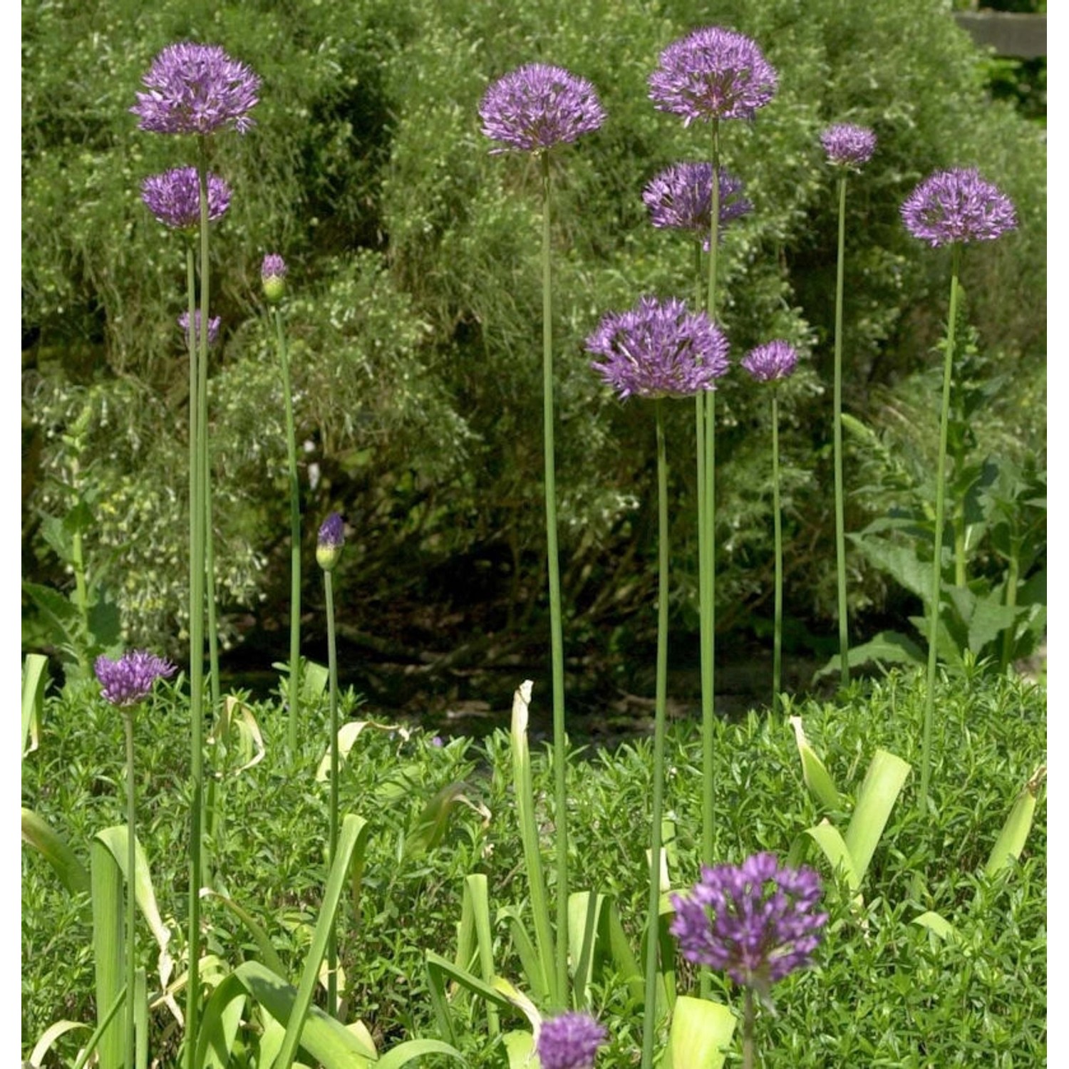 Zierlauch Purple Rain - Allium aflatunense günstig online kaufen