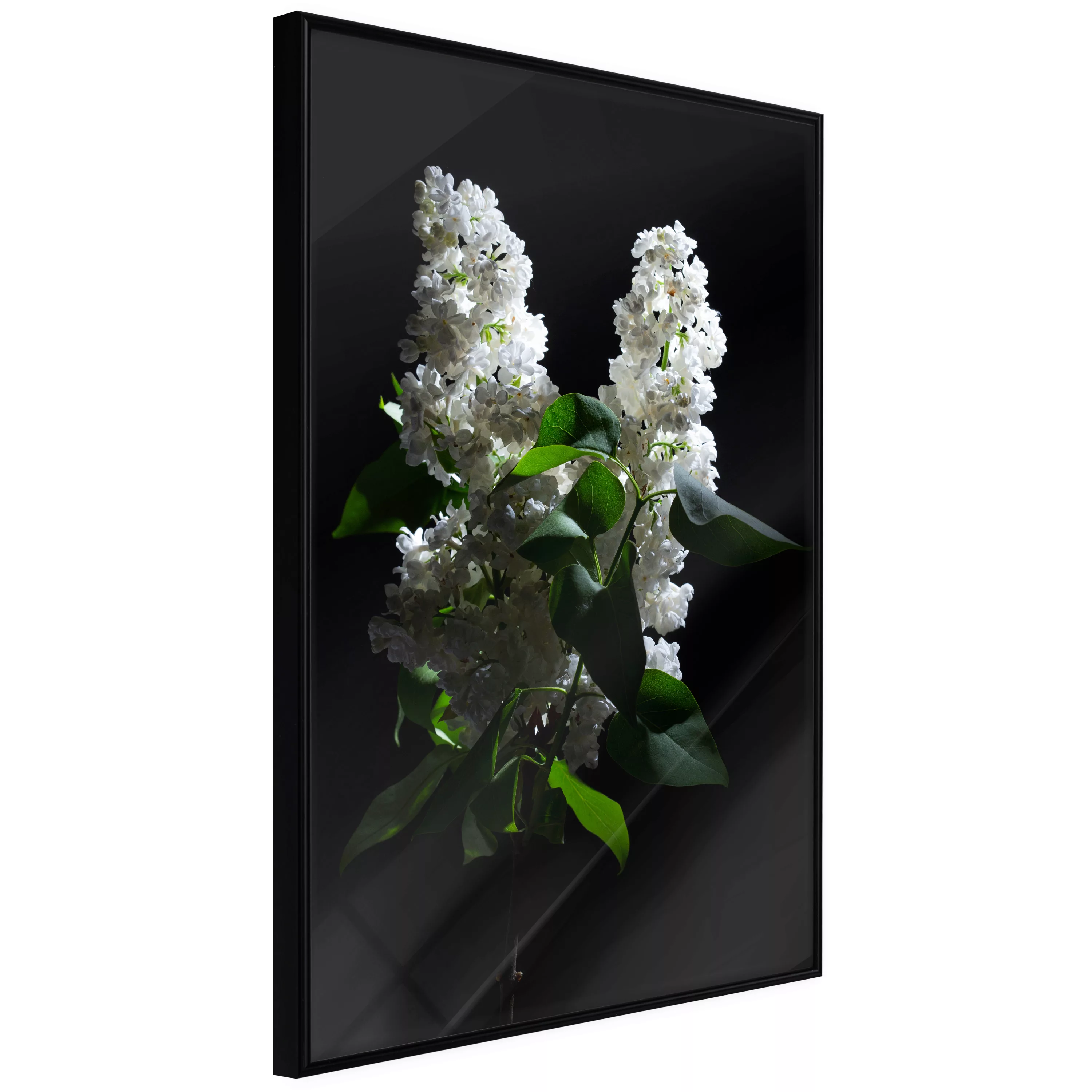 Poster - White Lilac günstig online kaufen