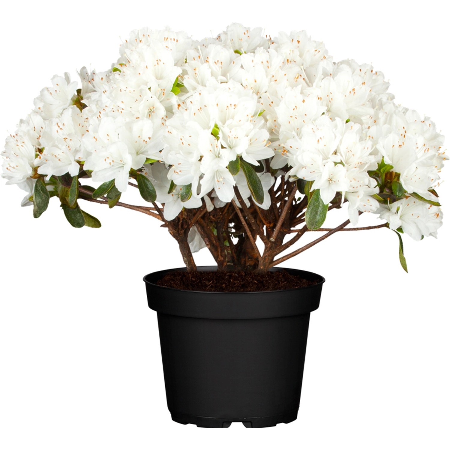 Azalee Feenkissen Weiß Topf-Ø ca. 18 cm Rhododendron obtusum günstig online kaufen