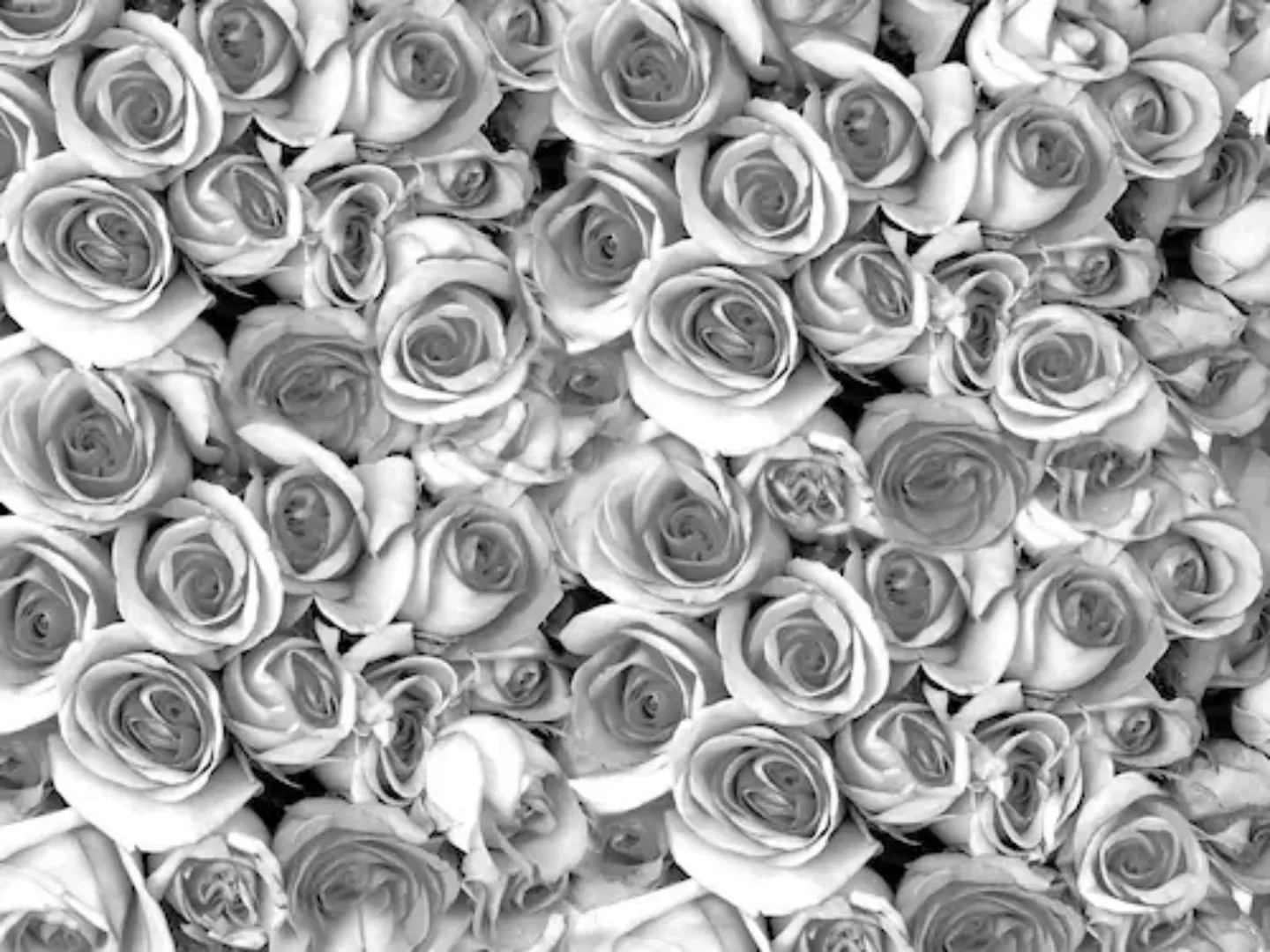 Papermoon Fototapete »graue Rosen« günstig online kaufen