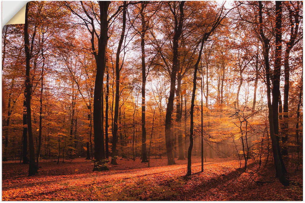 Artland Wandbild "Sonnenaufgang im Herbst II", Wald, (1 St.), als Alubild, günstig online kaufen