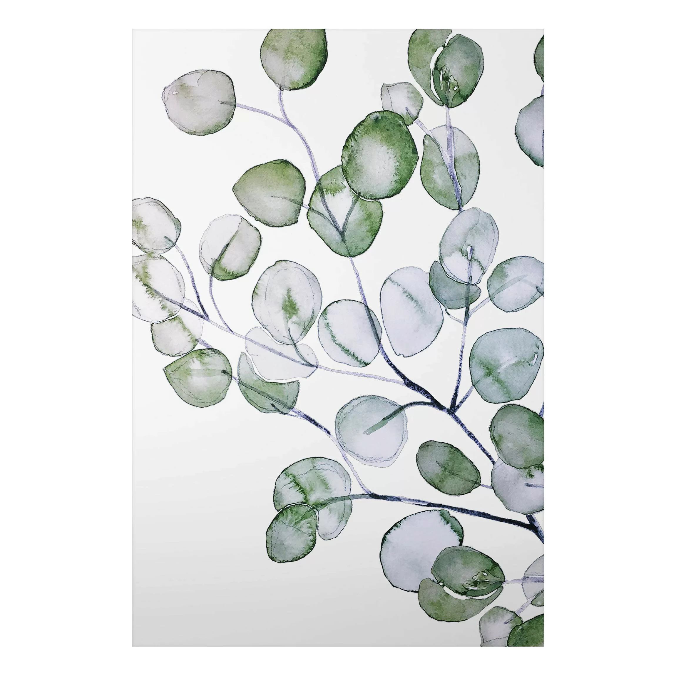 Alu-Dibond Bild Grünes Aquarell Eukalyptuszweig günstig online kaufen