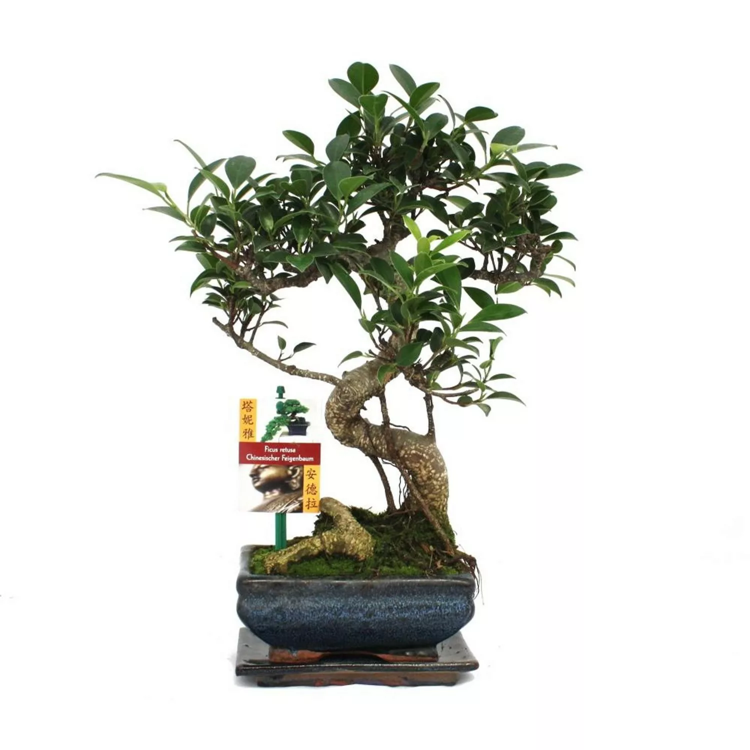 Exotenherz Bonsai Chinesischer Feigenbaum Ficus Retusa ca. 6 Jahre günstig online kaufen