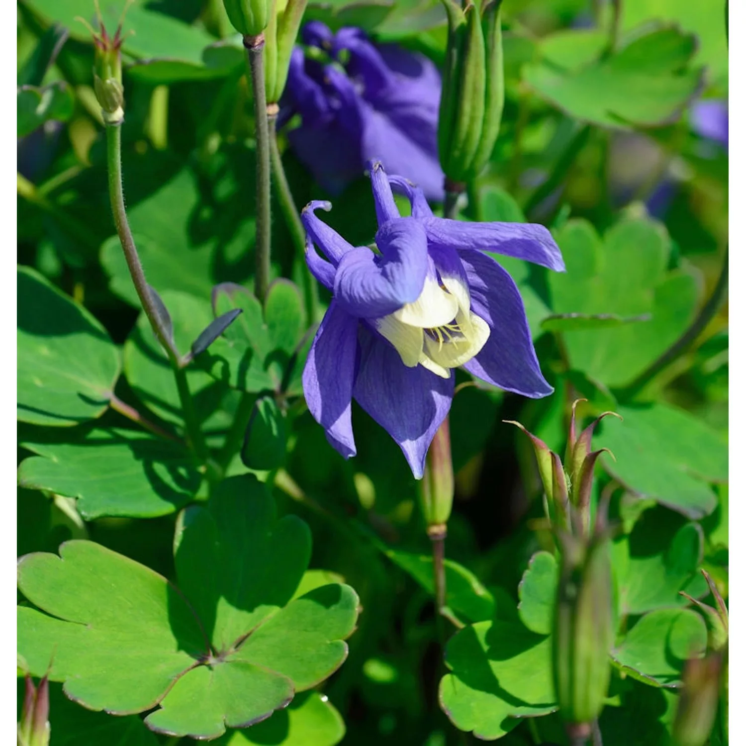 Zwergakelei Ministar - Aquilegia flabellata günstig online kaufen