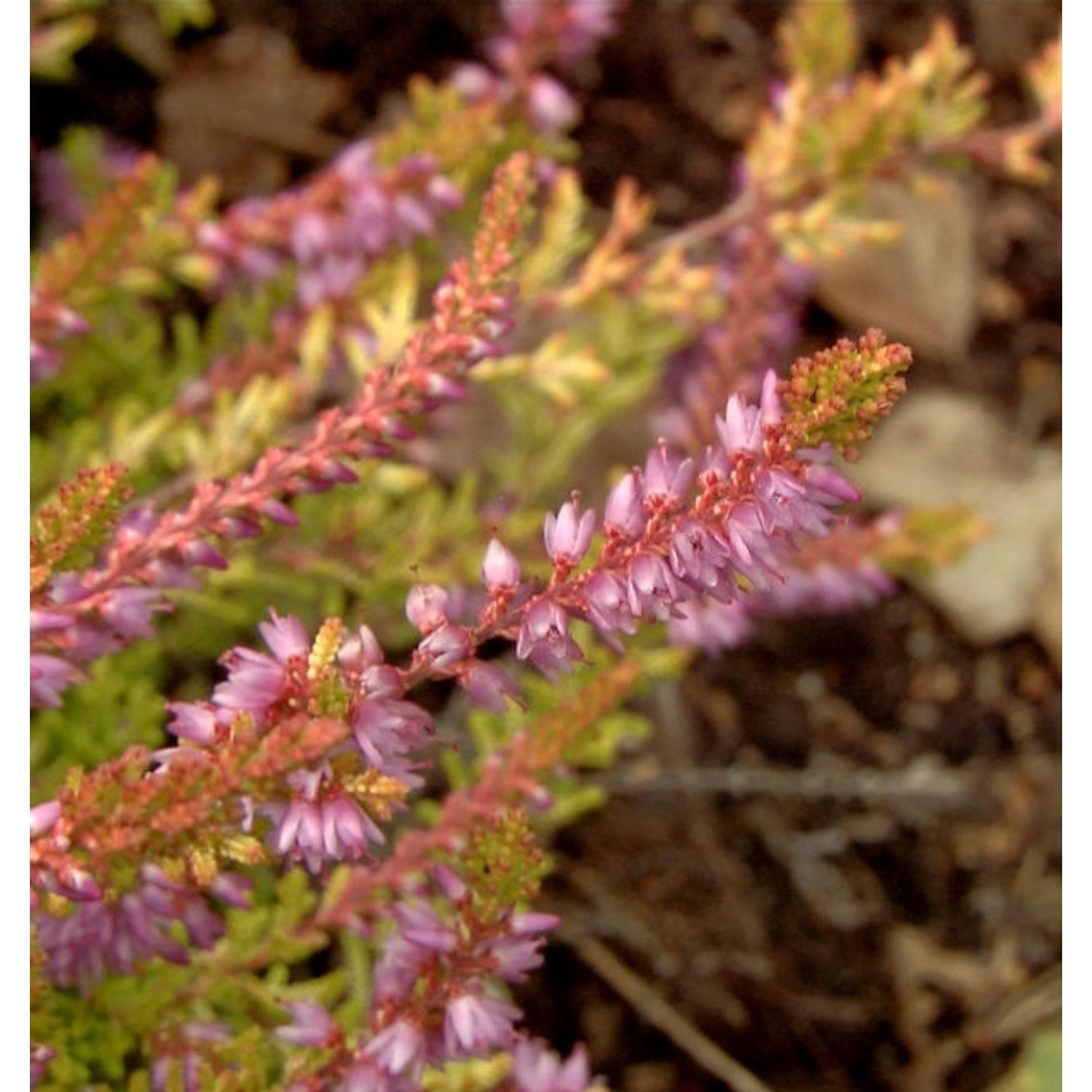 10x Besenheide Boskoop - Calluna vulgaris günstig online kaufen