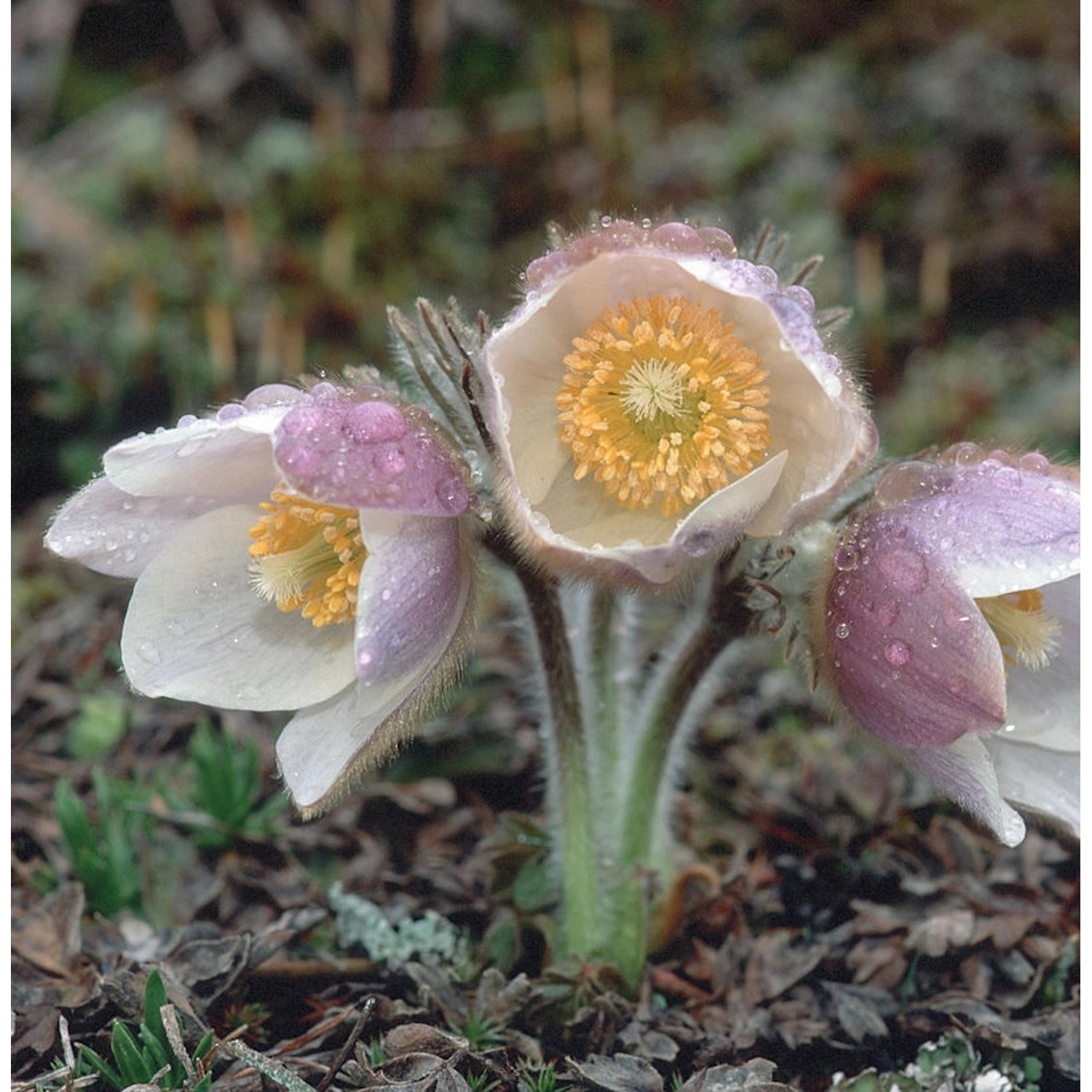 Küchenschelle Perlen Glocke - Pulsatilla vulgaris günstig online kaufen