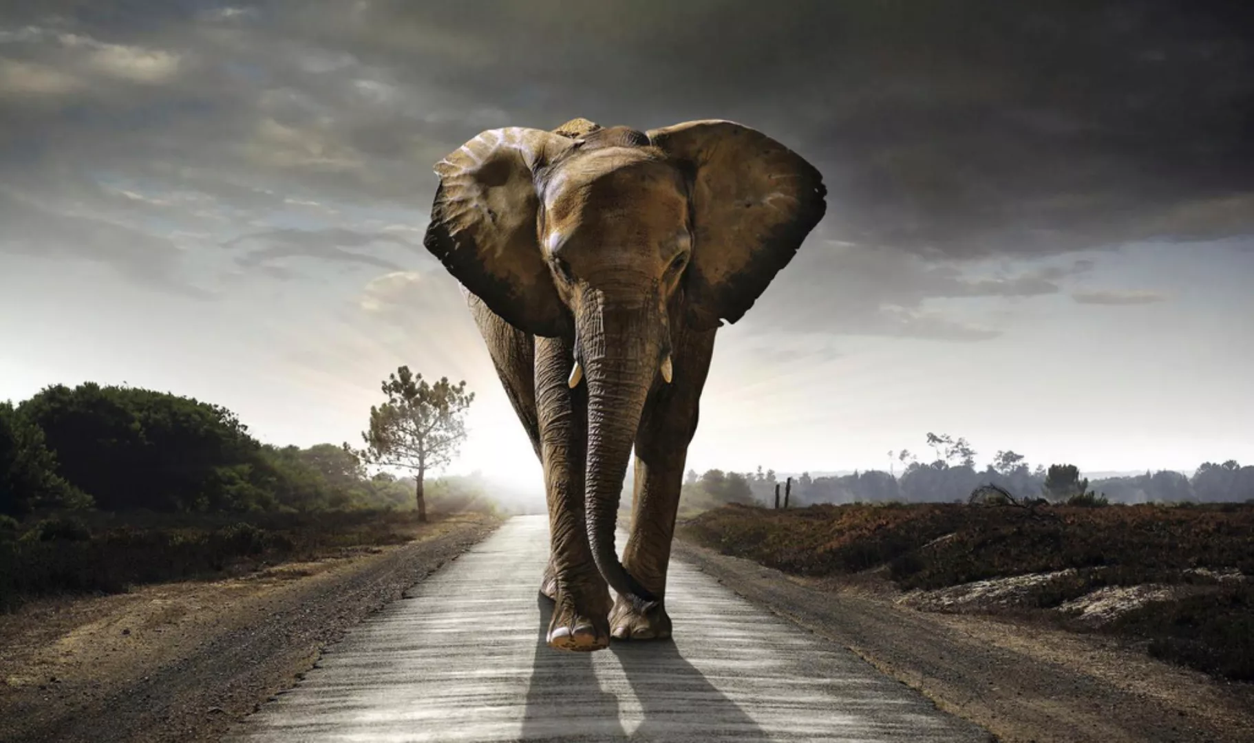 Reinders Wandbild "Elefant König" günstig online kaufen