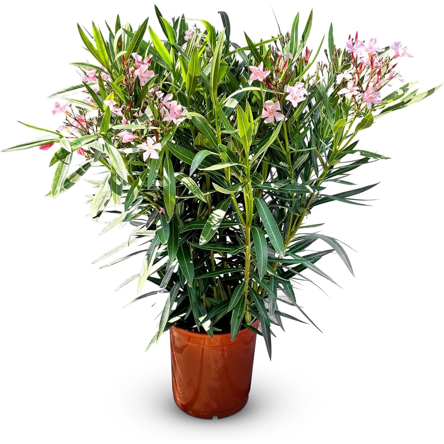 Sunny-Tree Oleander Farbe Rosa  140/160 cm  Nerium Oleander Pflanze für Dra günstig online kaufen