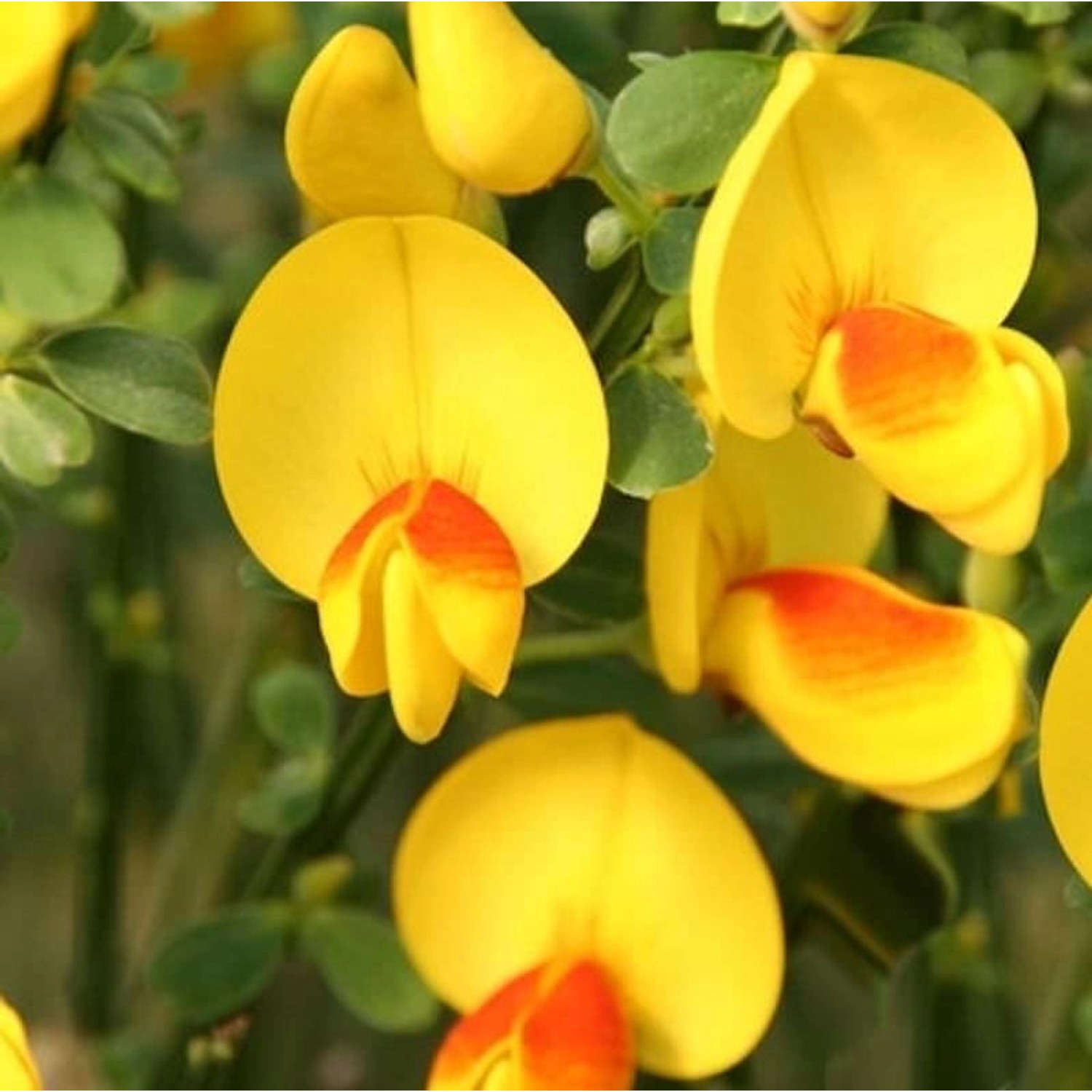 Schmuckginster Jessica 60-80cm - Cytisus scoparius günstig online kaufen