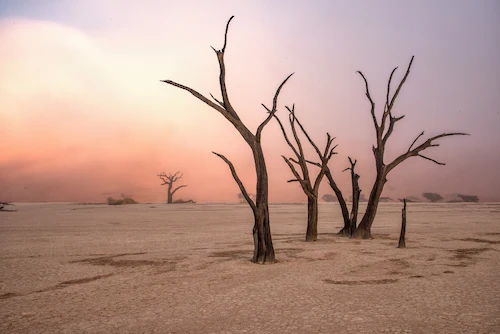 Papermoon Fototapete »Photo-Art GIUSEPPE DAMICO, NEBEL IN DEADVLEI« günstig online kaufen