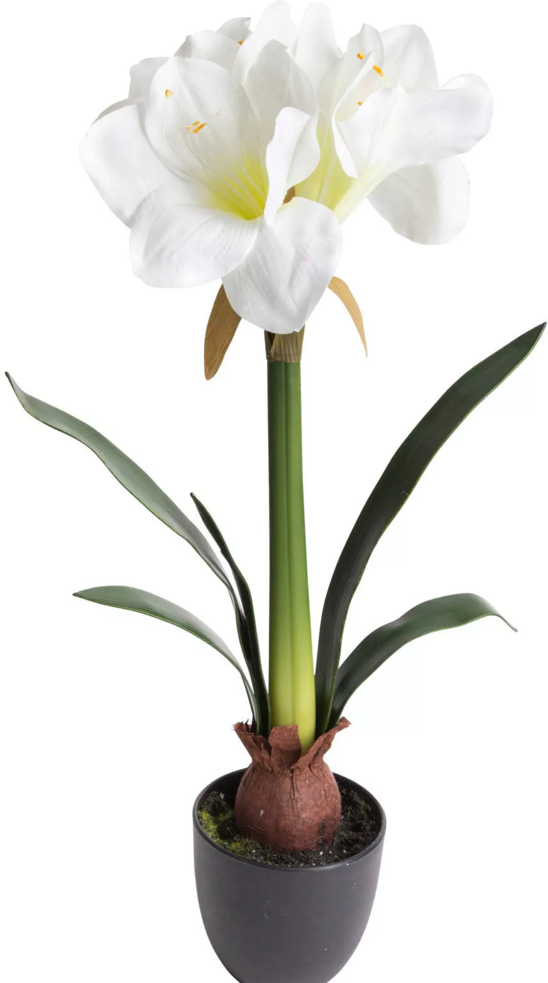 Botanic-Haus Kunstblume "Amaryllis" günstig online kaufen