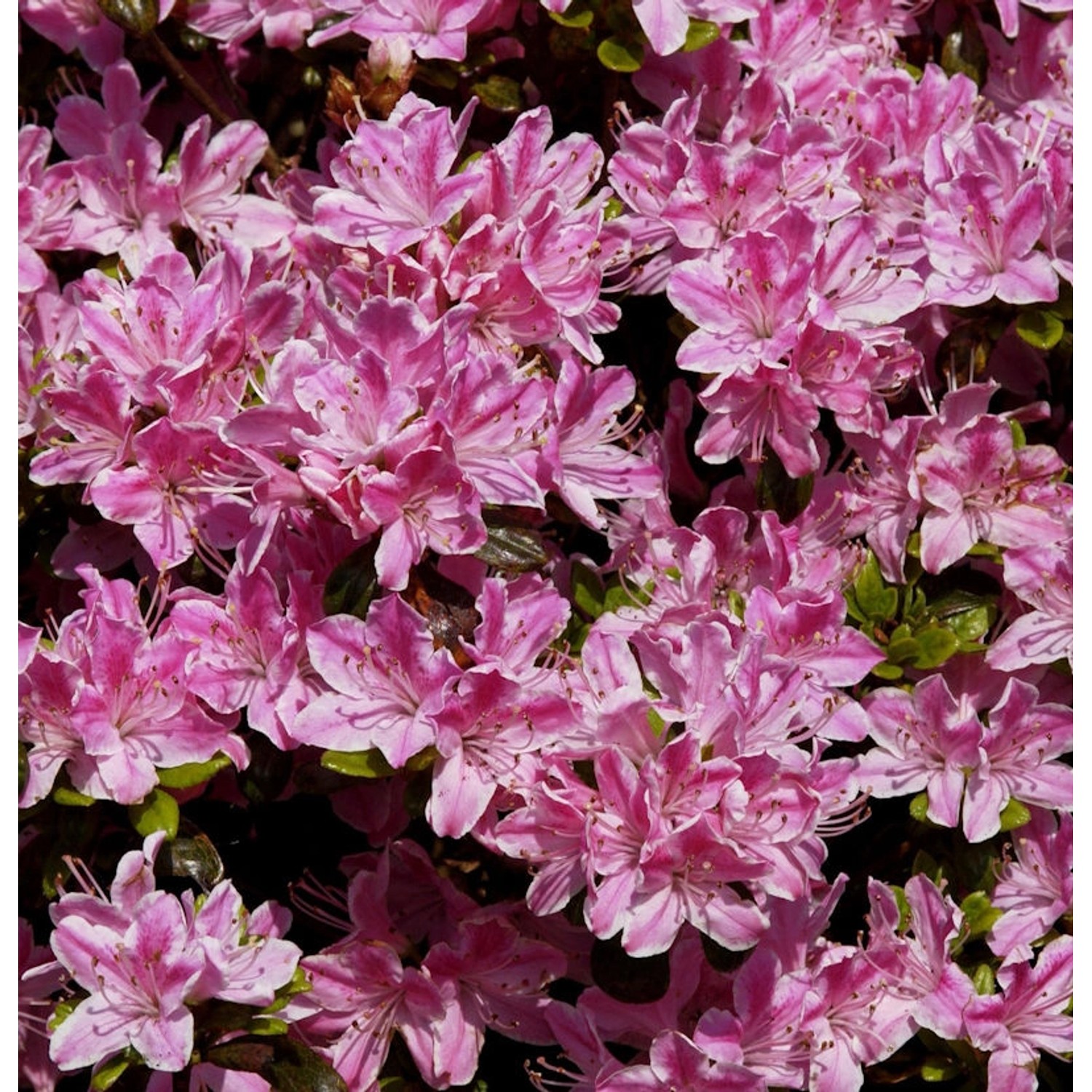 Japanische Azalee Pink Poetry 25-30cm - Rhododendron obtusum - Zwerg Alpenr günstig online kaufen