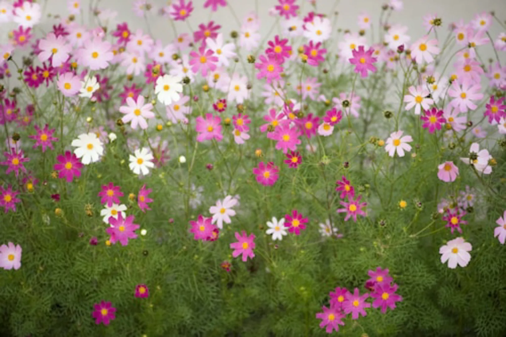 Papermoon Fototapete »Cosmos Flowers« günstig online kaufen