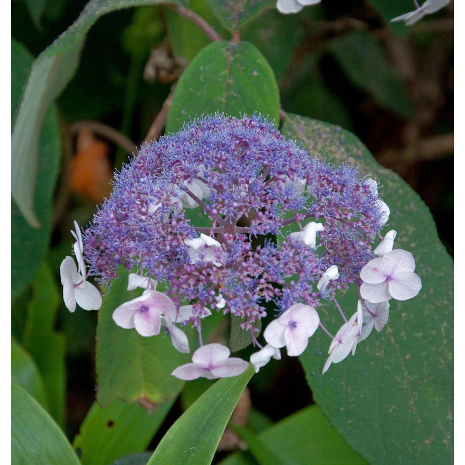 Fellhortensie 40-60cm - Hydrangea aspera günstig online kaufen