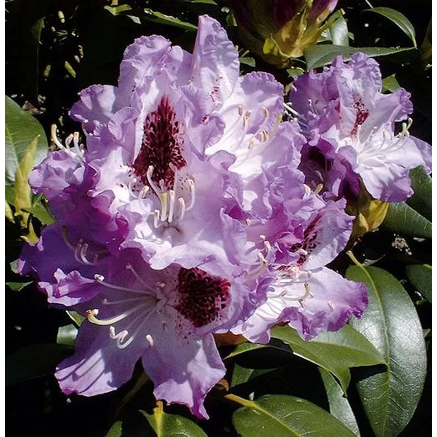 Großblumige Rhododendron Blue Peter 40-50cm - Alpenrose günstig online kaufen