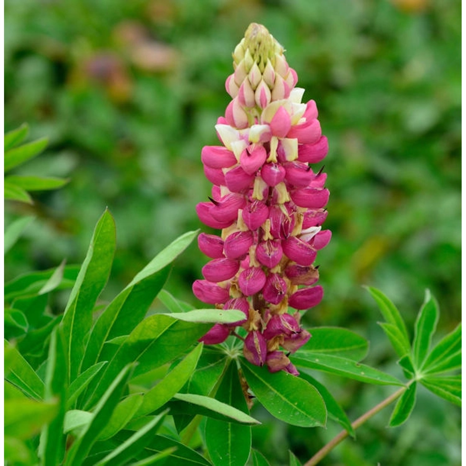 Gartenlupinie Schloßfrau - Lupinus polyphyllus günstig online kaufen