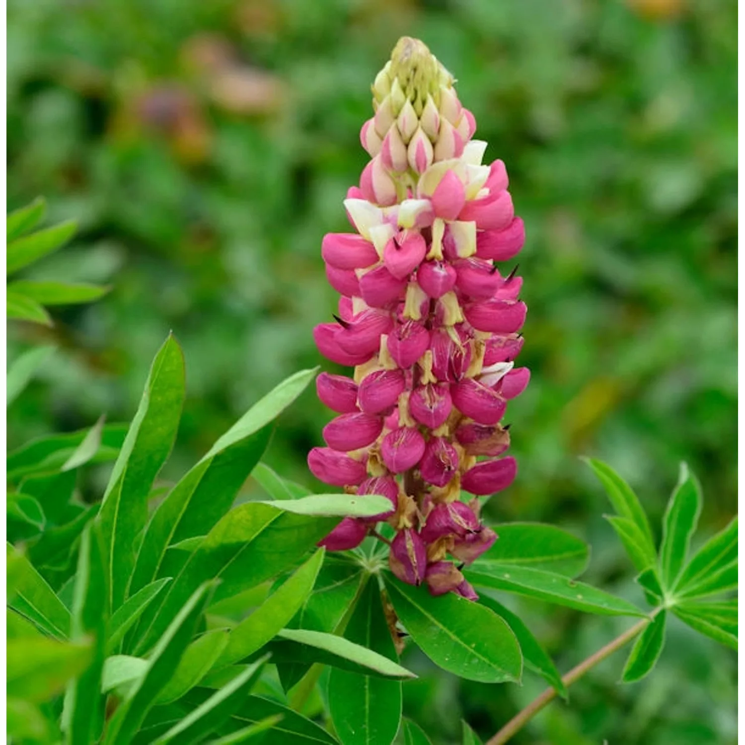 Gartenlupinie Schloßfrau - Lupinus polyphyllus günstig online kaufen