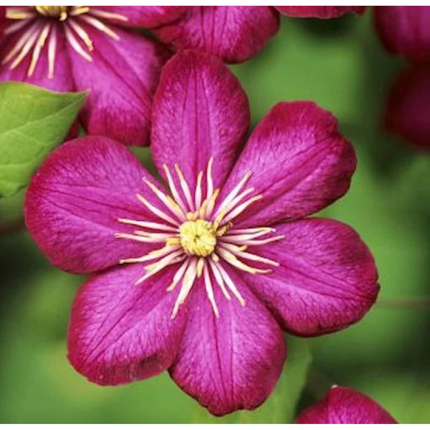 Waldrebe Vile de Lyon 40-60cm - Clematis günstig online kaufen