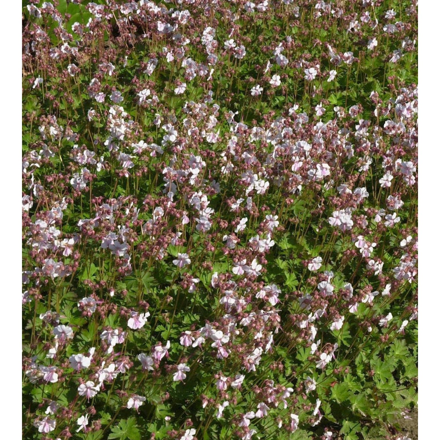 Storchenschnabel Lohfelden - Geranium cantabrigiense günstig online kaufen