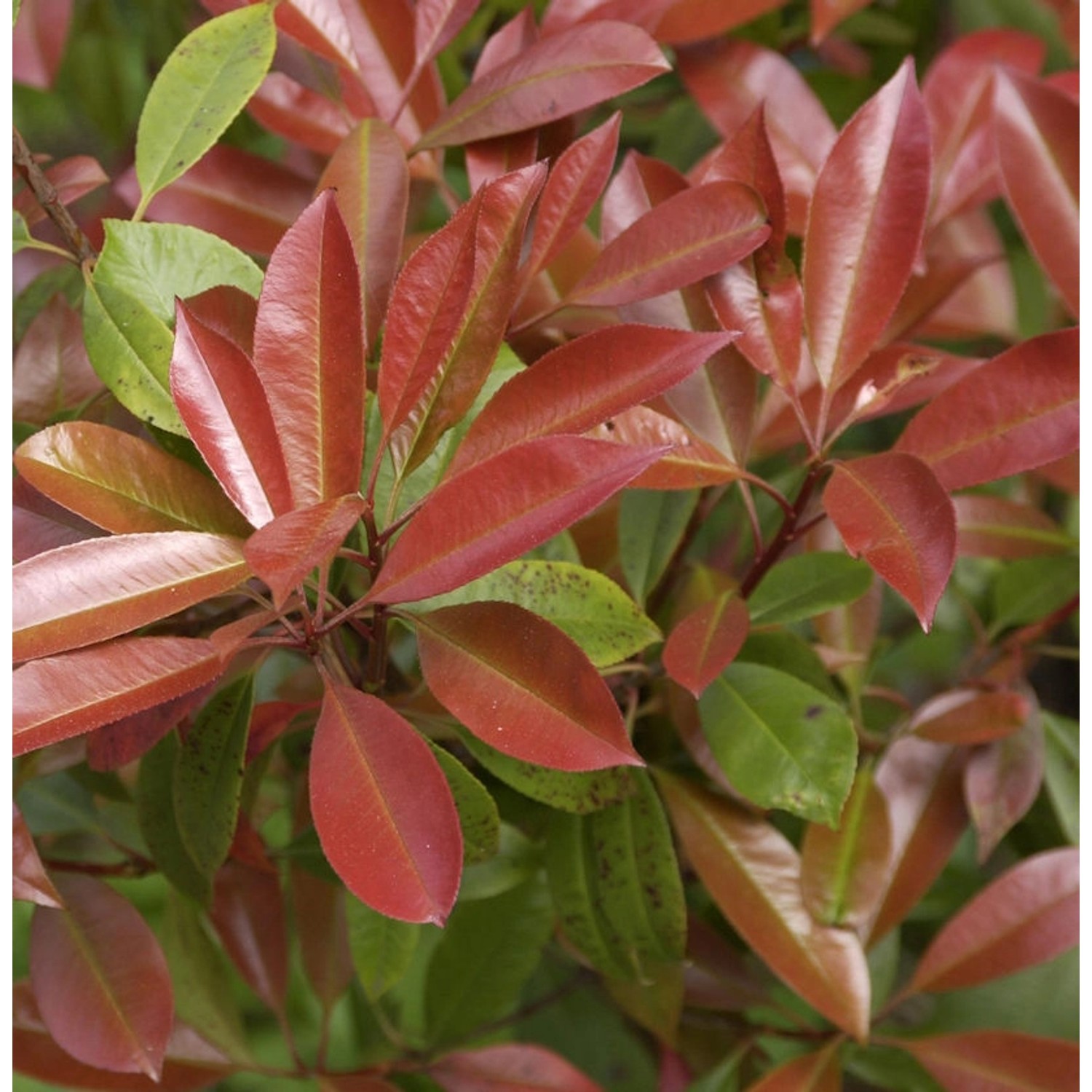 Hochstamm Glanzmispel Chico 80-100cm - Photinia fraseri günstig online kaufen