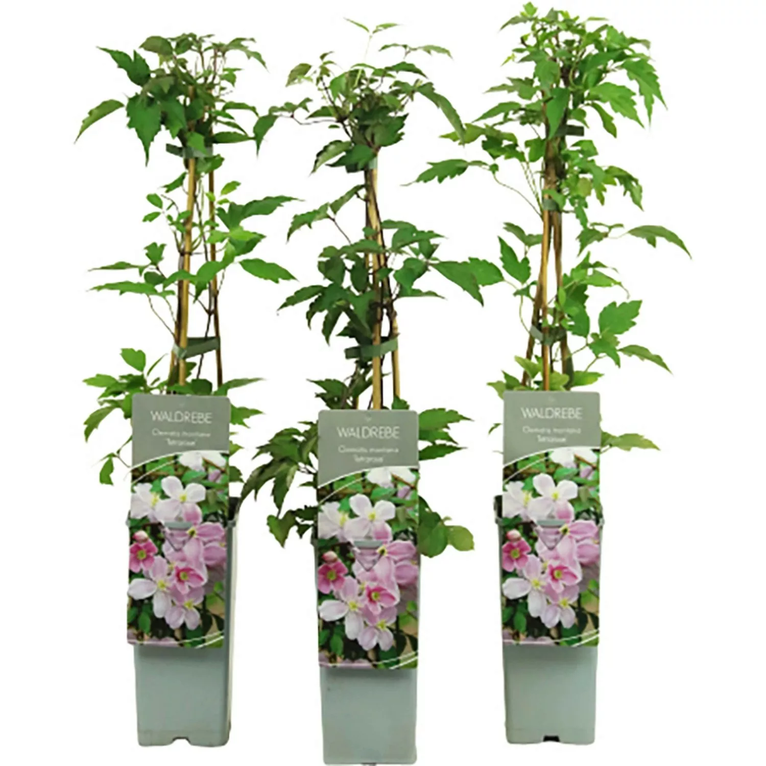 Berg-Waldrebe Tetrarose Rosa Höhe ca. 40 - 60 cm Topf ca. 2 l Clematis mont günstig online kaufen