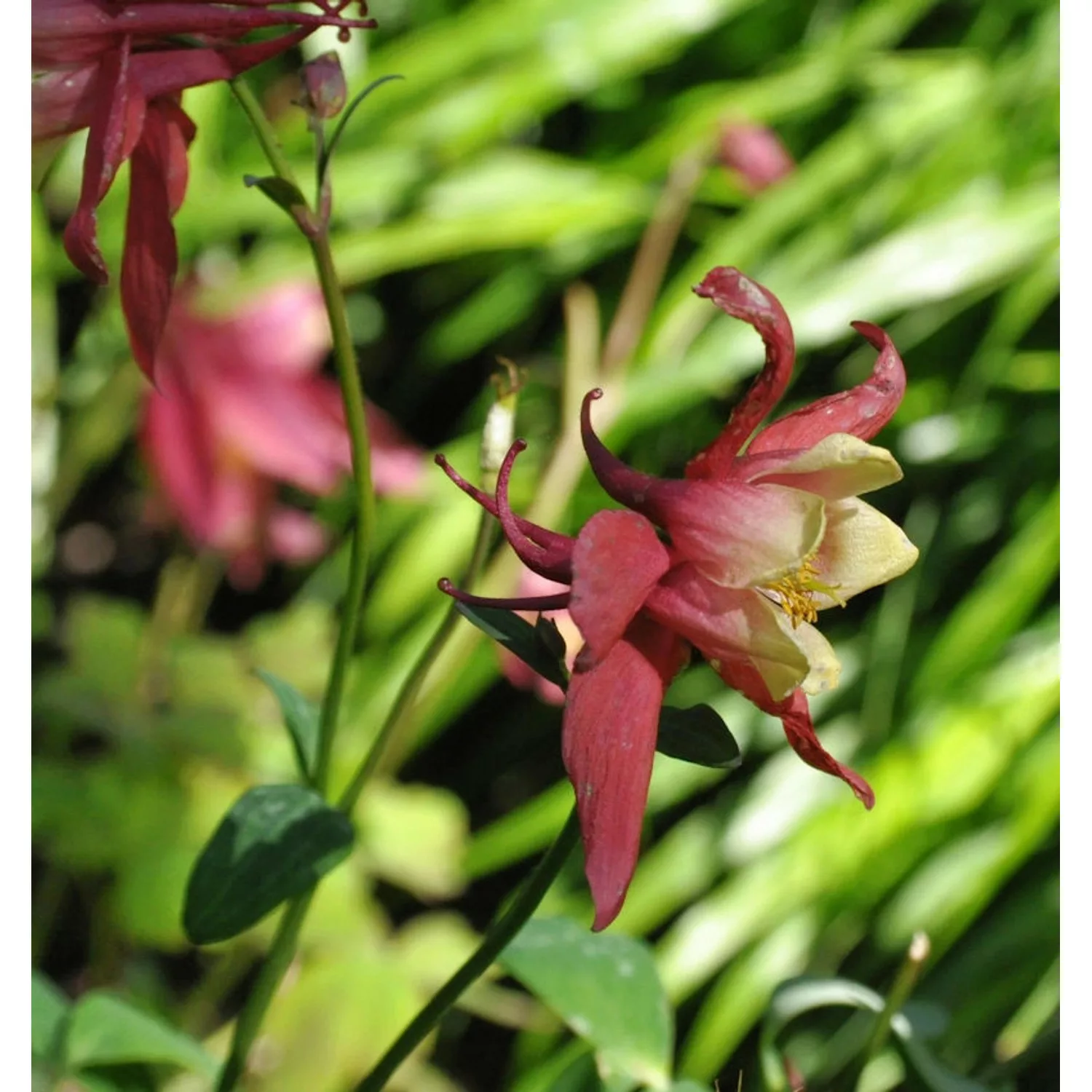 Garten-Akelei Winky Rot-Weiß - Aquilegia vularis günstig online kaufen