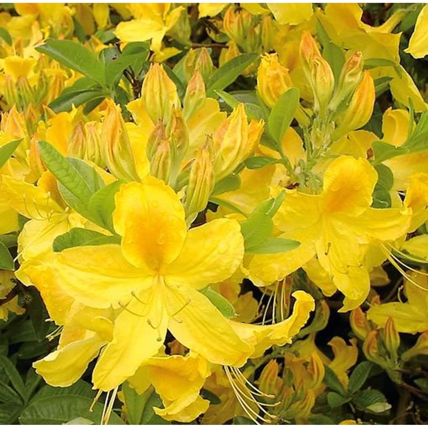 Azalee Goldtopas 30-40cm - Rhododendron luteum - Alpenrose günstig online kaufen