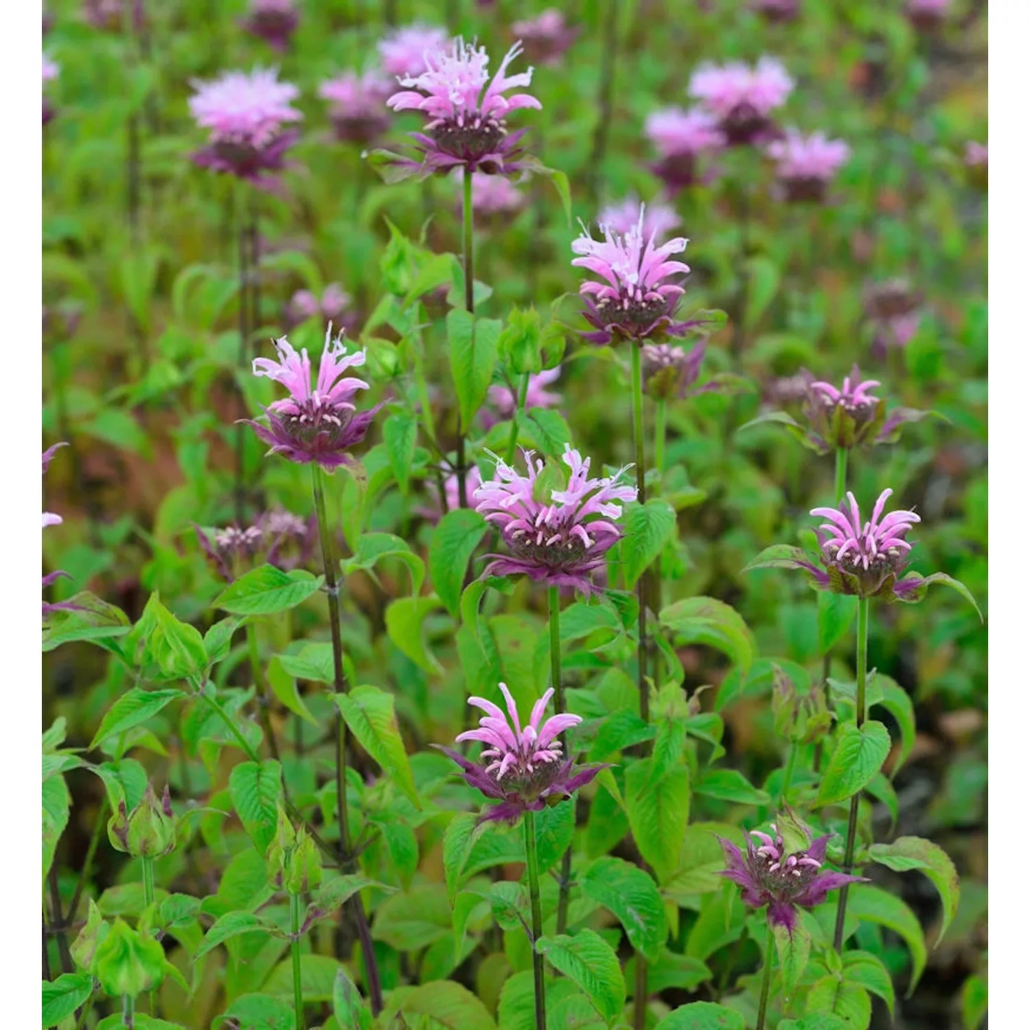 Indianernessel Elsies Lavander - Monarda fistulosa günstig online kaufen