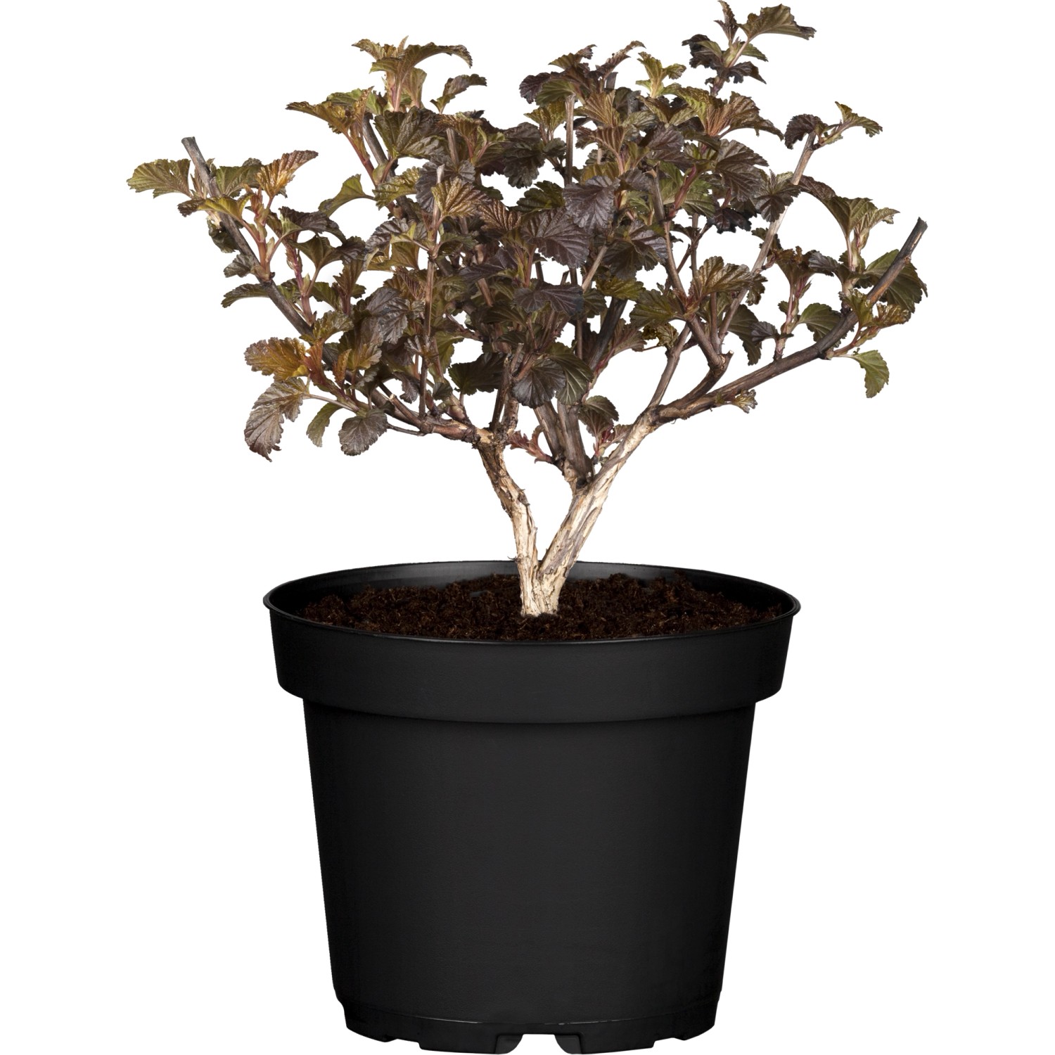 Blasenspiere Amber Jubilee ca. 40 - 60 cm Physocarpus opulifolius günstig online kaufen