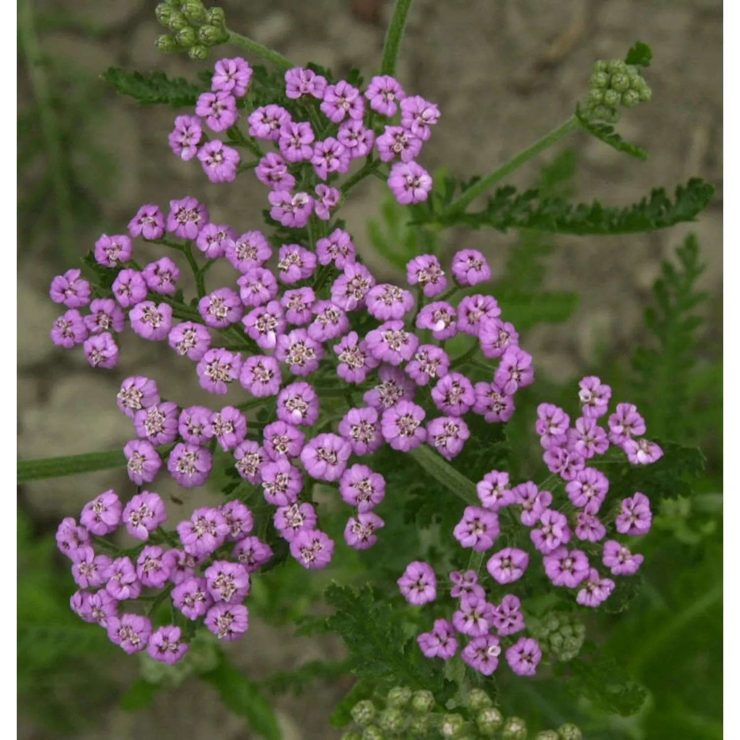 Schafgarbe Lilac Beauty - Achillea millefolium günstig online kaufen