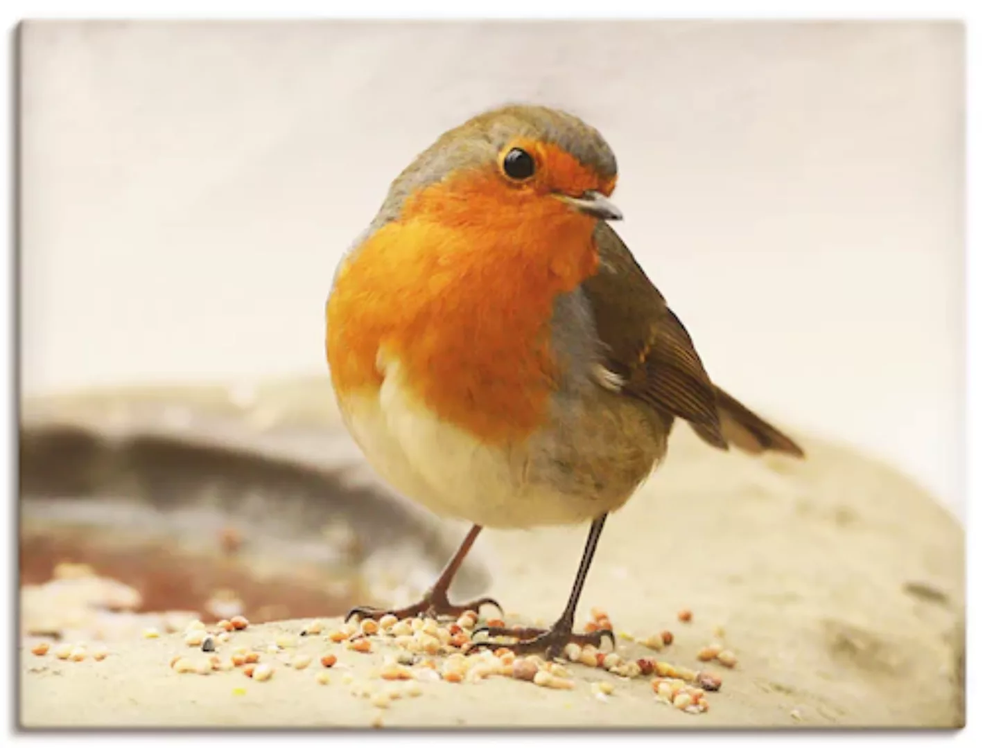 Artland Wandbild "Rotkehlchen", Vögel, (1 St.), als Leinwandbild, Wandaufkl günstig online kaufen